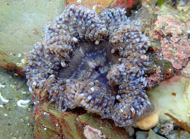 A daisy anemone in clear water