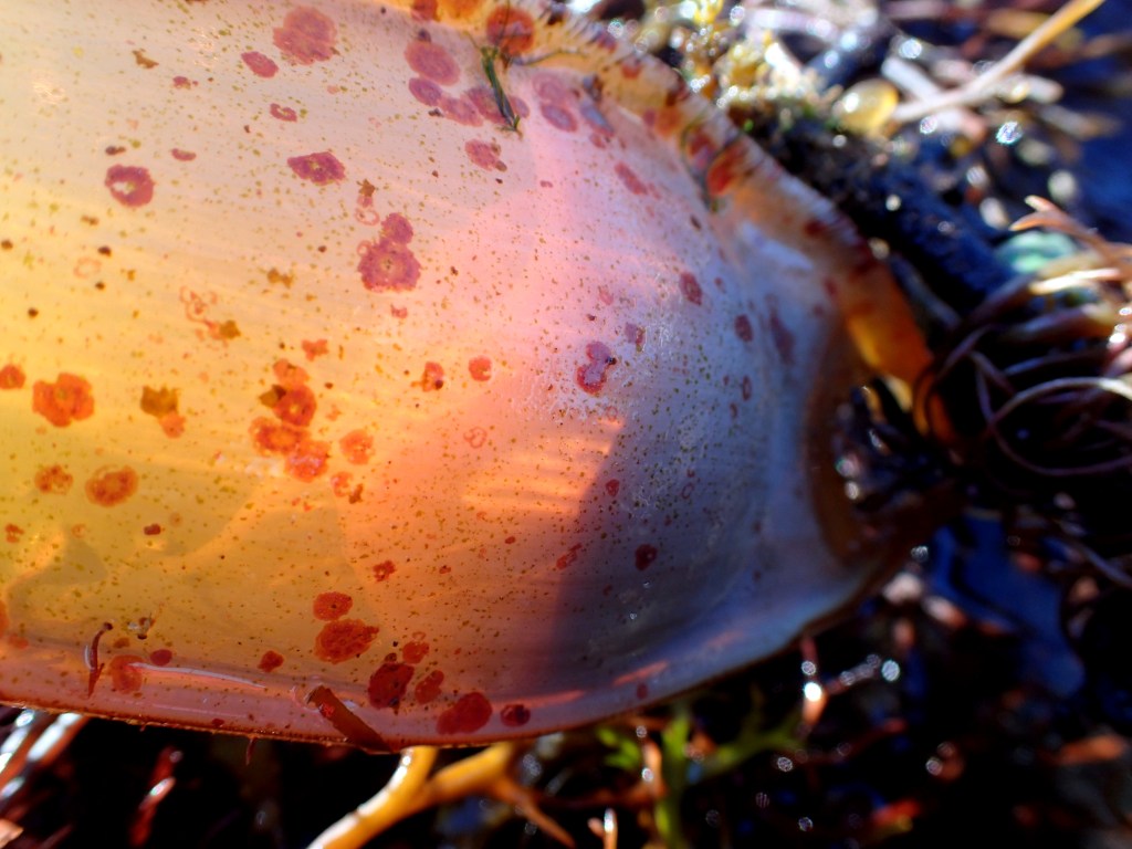 The developing greater spotted catshark can be seen at the bottom of the eggcase