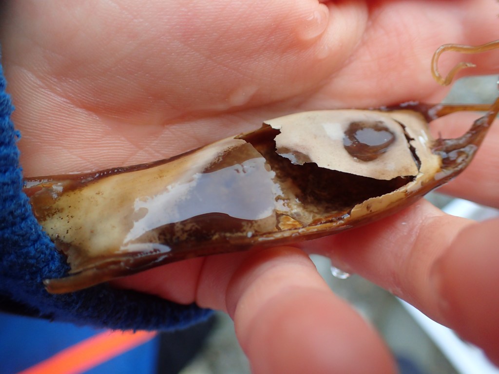 Egg case of a lesser-spotted catshark (dogfish) - Scyliorhinius canicula