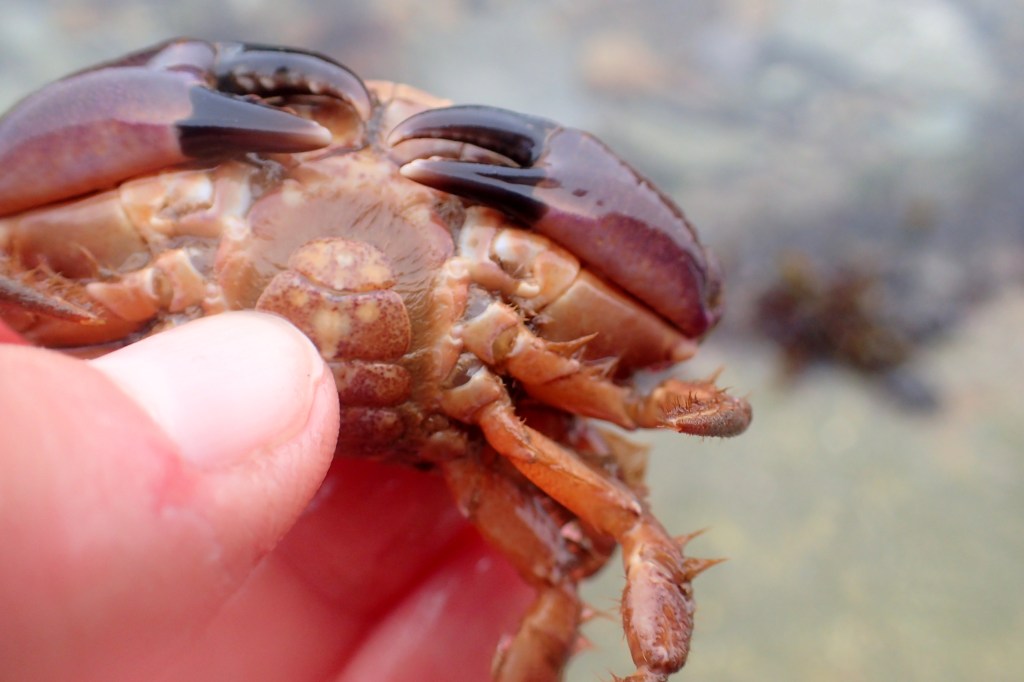 A Xantho pilipes crab shows off her chunky claws and hairy legs.