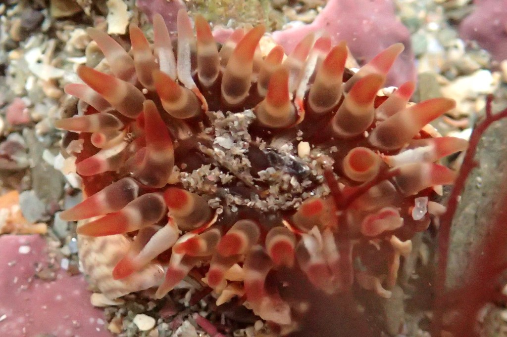 A beautiful young dahlia anemone adding some autumn colour to a rock pool