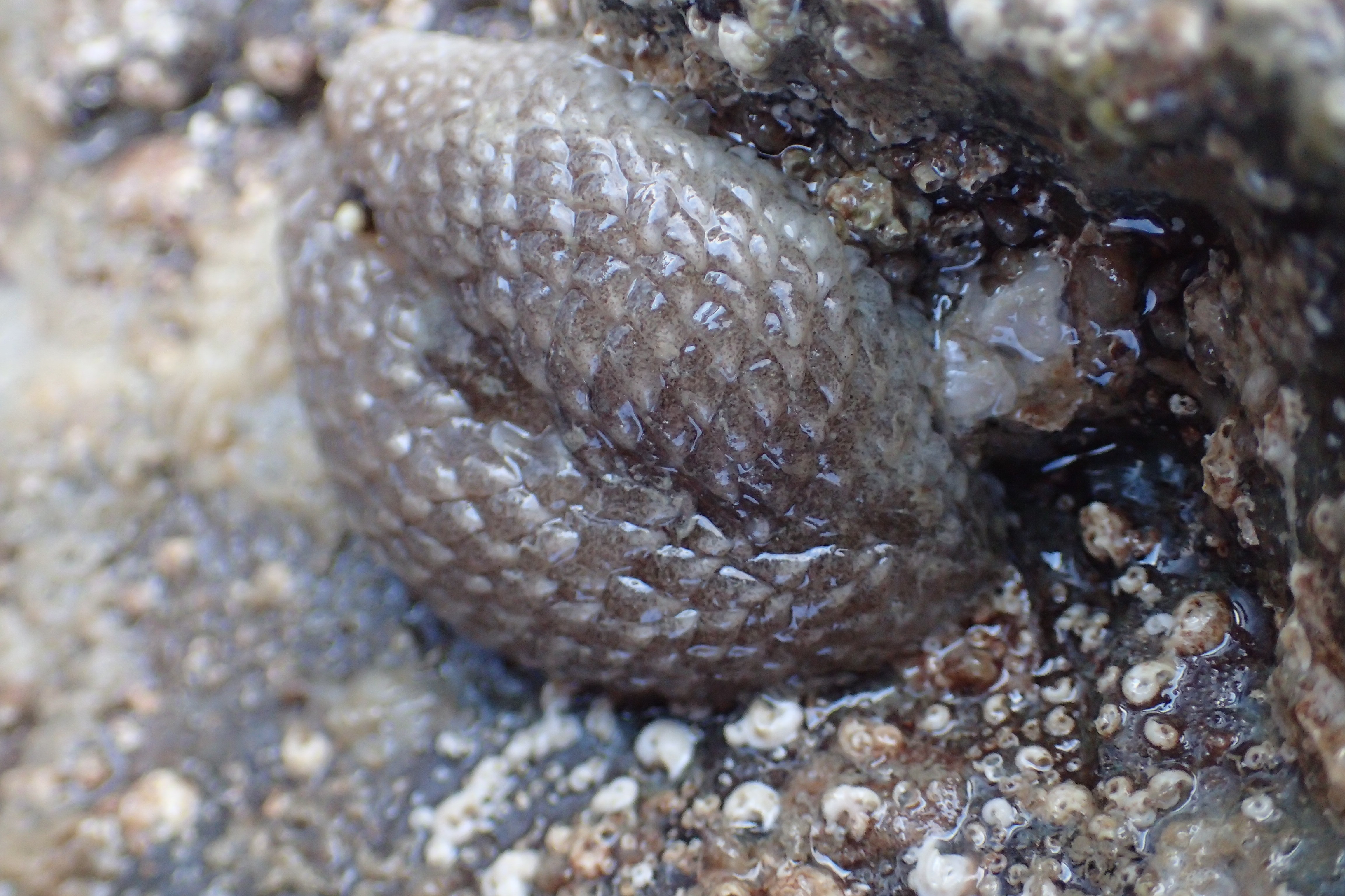 In water the cerrata on the 'sheep' slug's back puff up like wool. (Aeolidia papillosa)