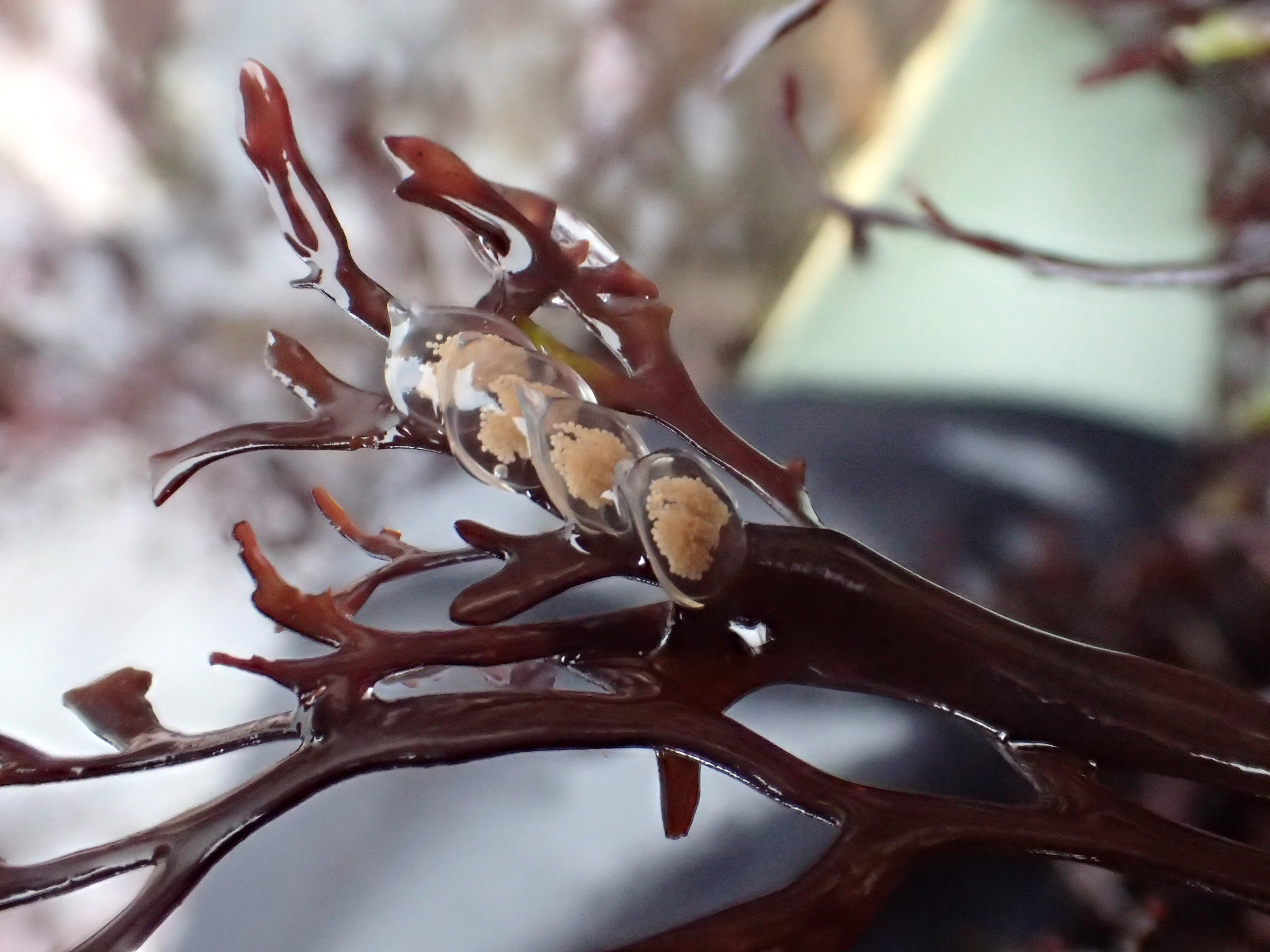 Netted dog whelk eggs at Plaidy, nr Looe