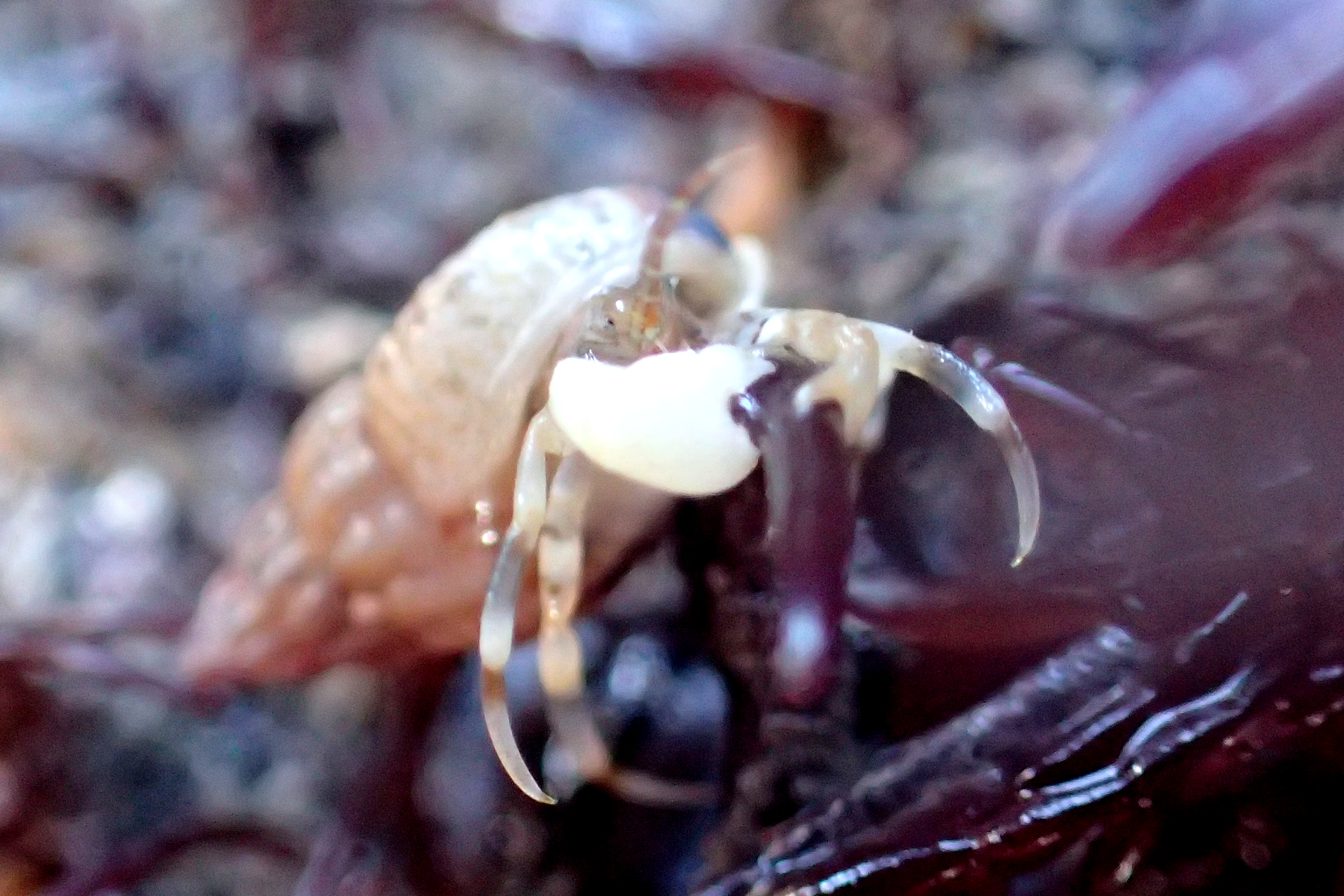 Anapagurus hyndmanni - a small species of hermit crab - showing its distinctive large white claw.