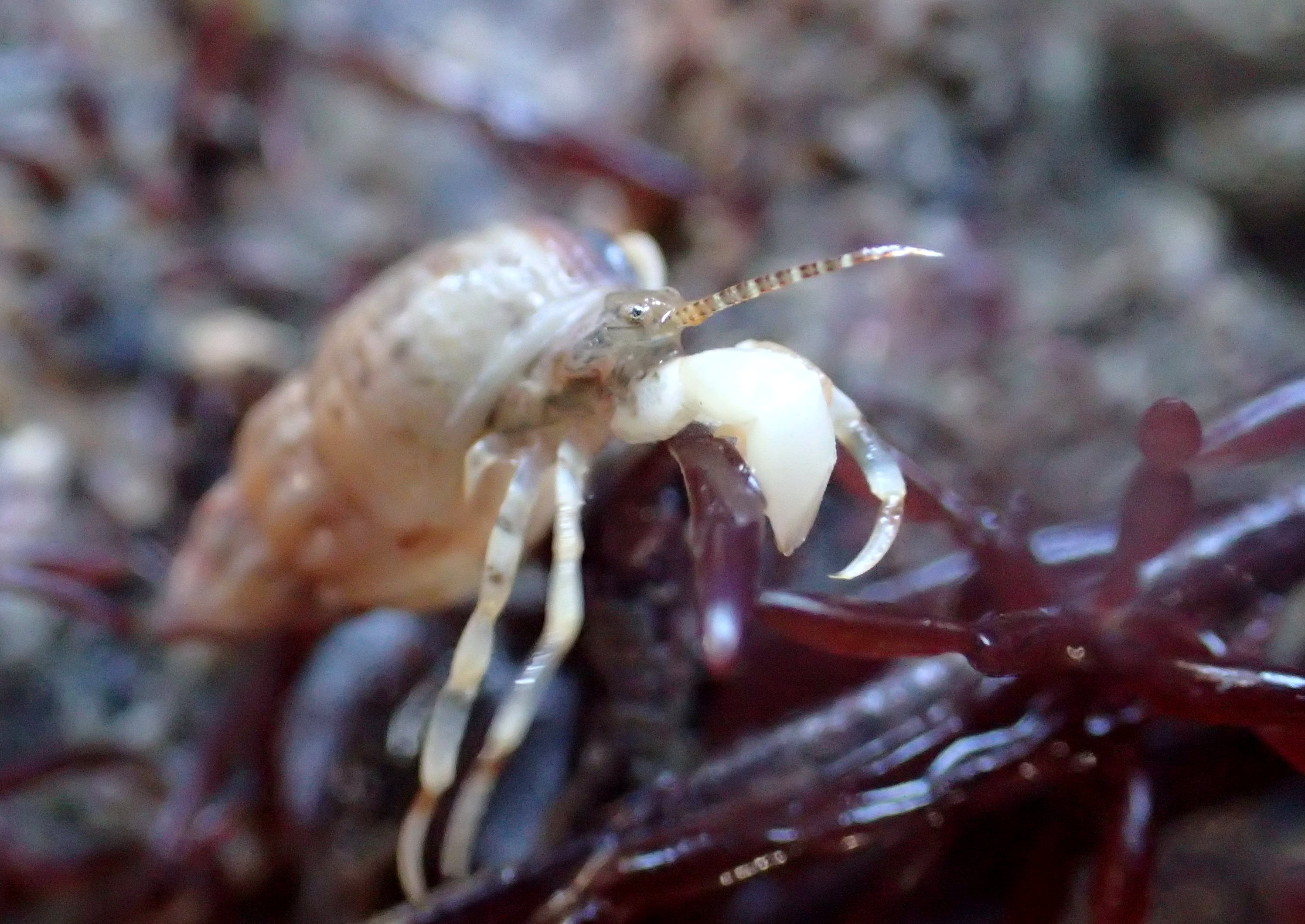 Anapagurus hyndmanni hermit crab exploring the sausage-weed.
