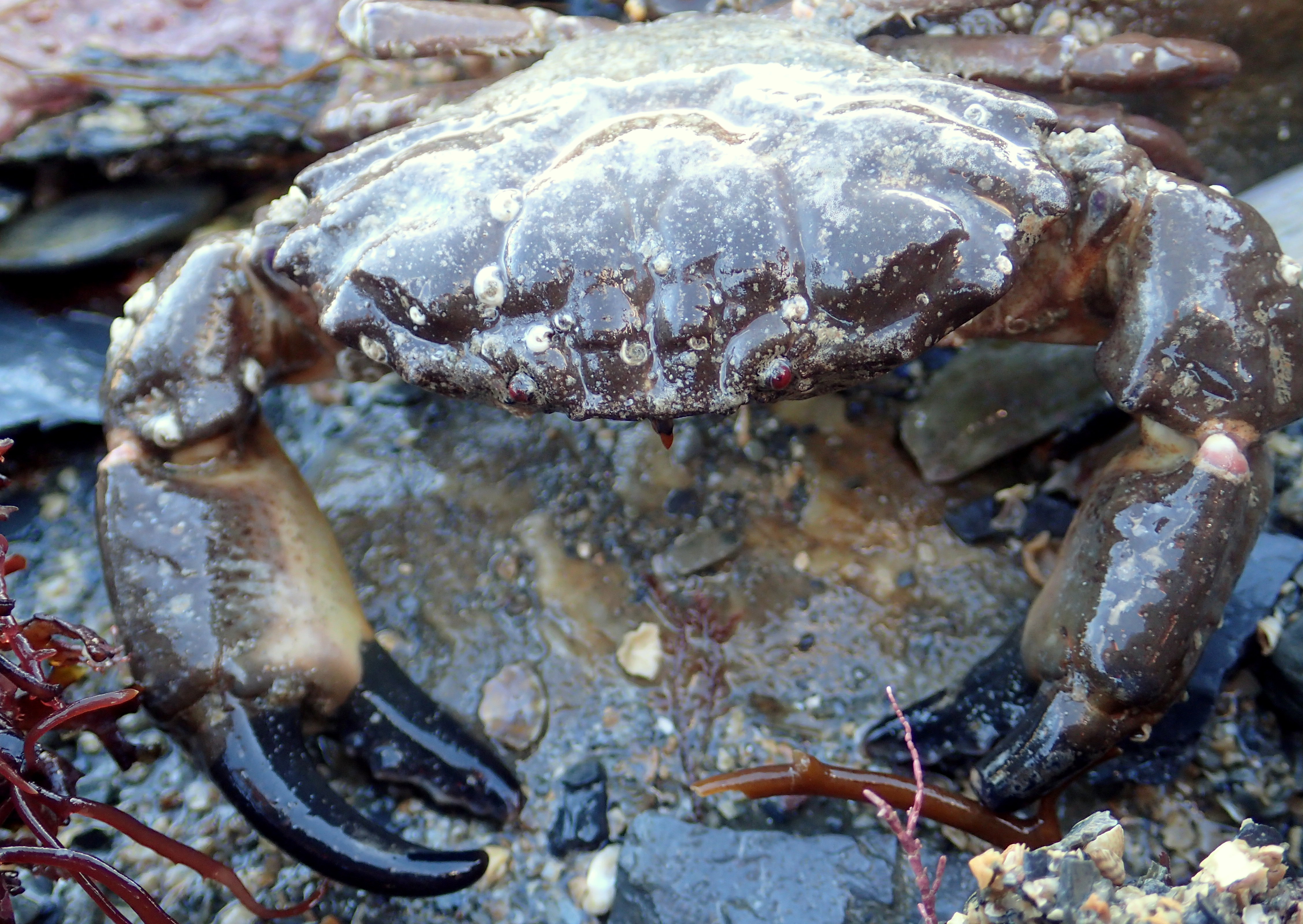 Xantho incises crab - this one hasn't shed its shell for a while and has spirorbis worms growing on it.