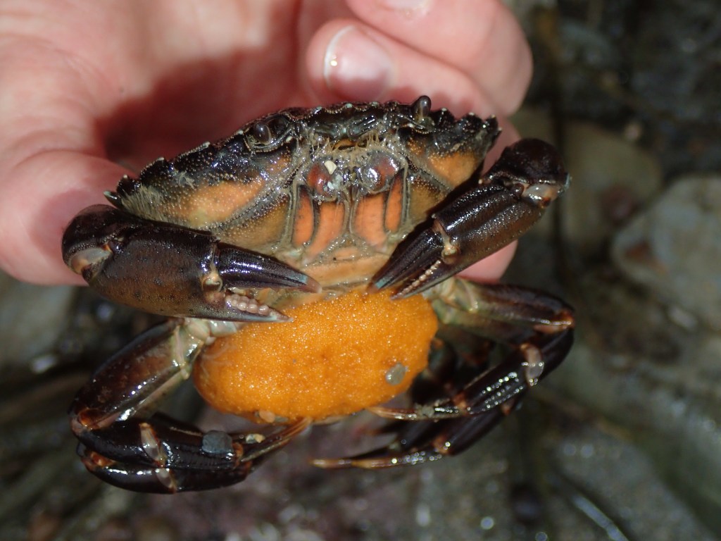 Egg hunting in the Cornish Rock&nbsp;Pools