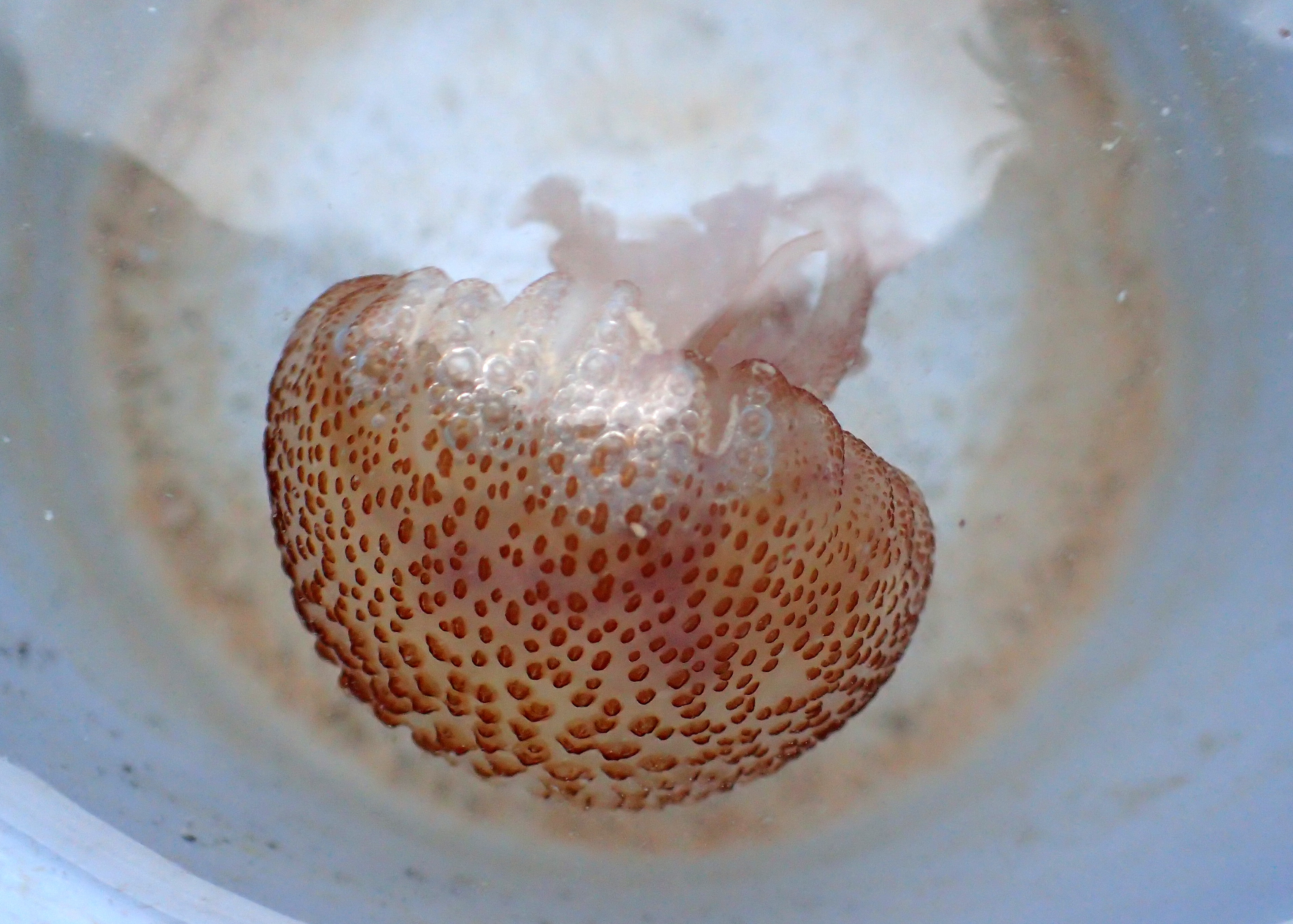 Mauve stinger jellyfish (Pelagia noctiluca) at Mawgan Porth
