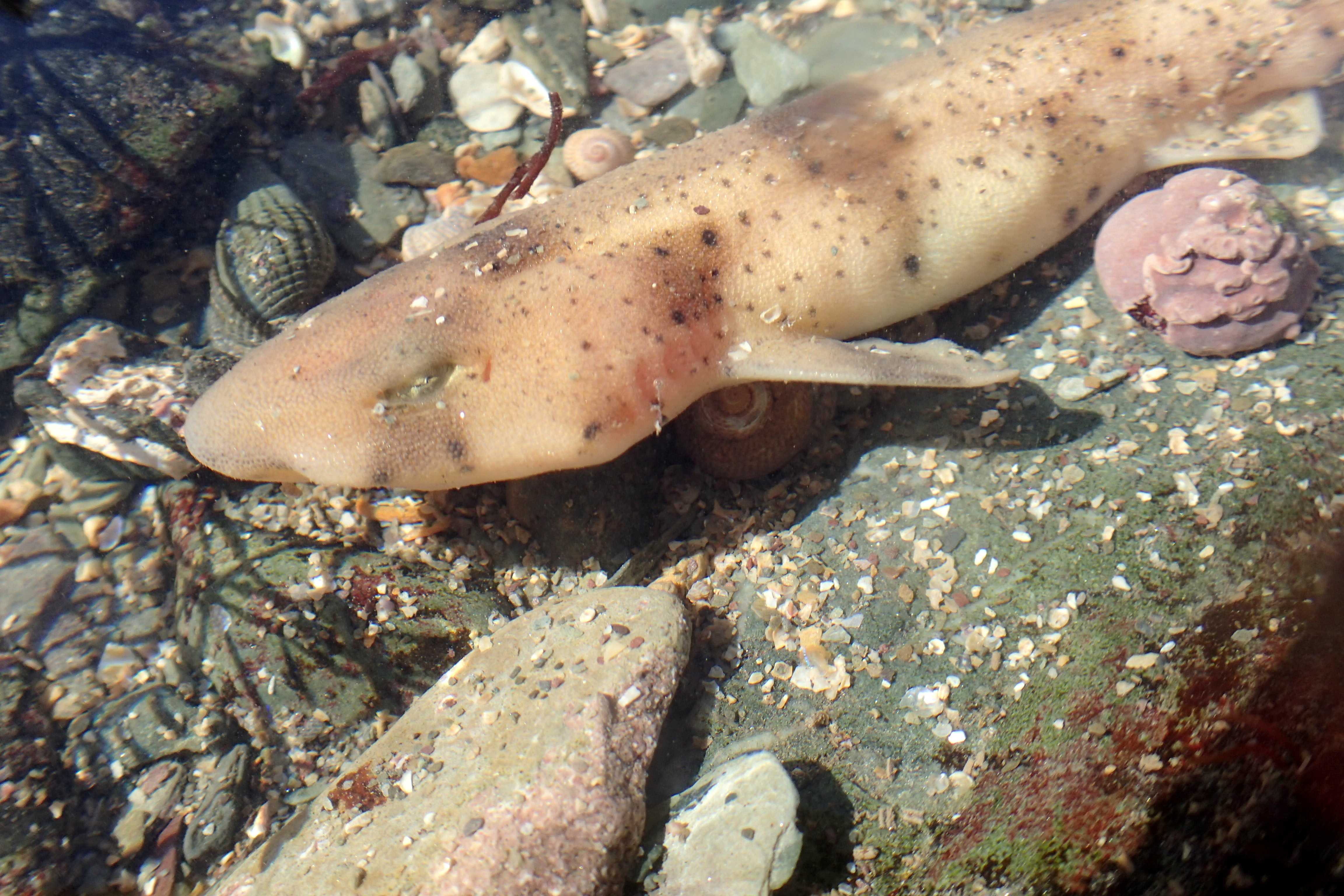 Greater spotted catshark baby - Scylliorhinus stellatus