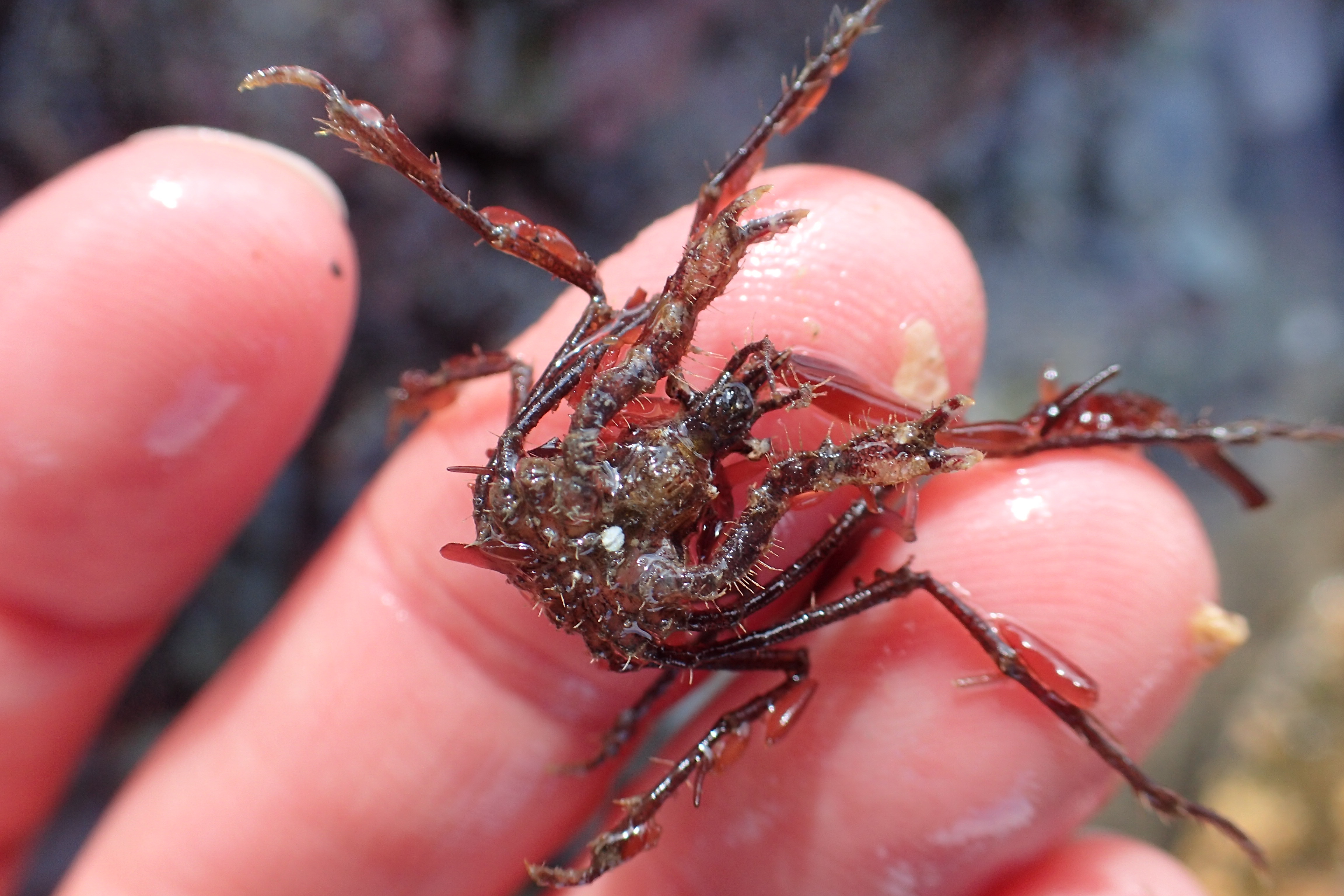 I found at least a dozen of these small spider crabs (Macropodia sp). In the water they look like walking seaweed as they're so decorated with the stuff.