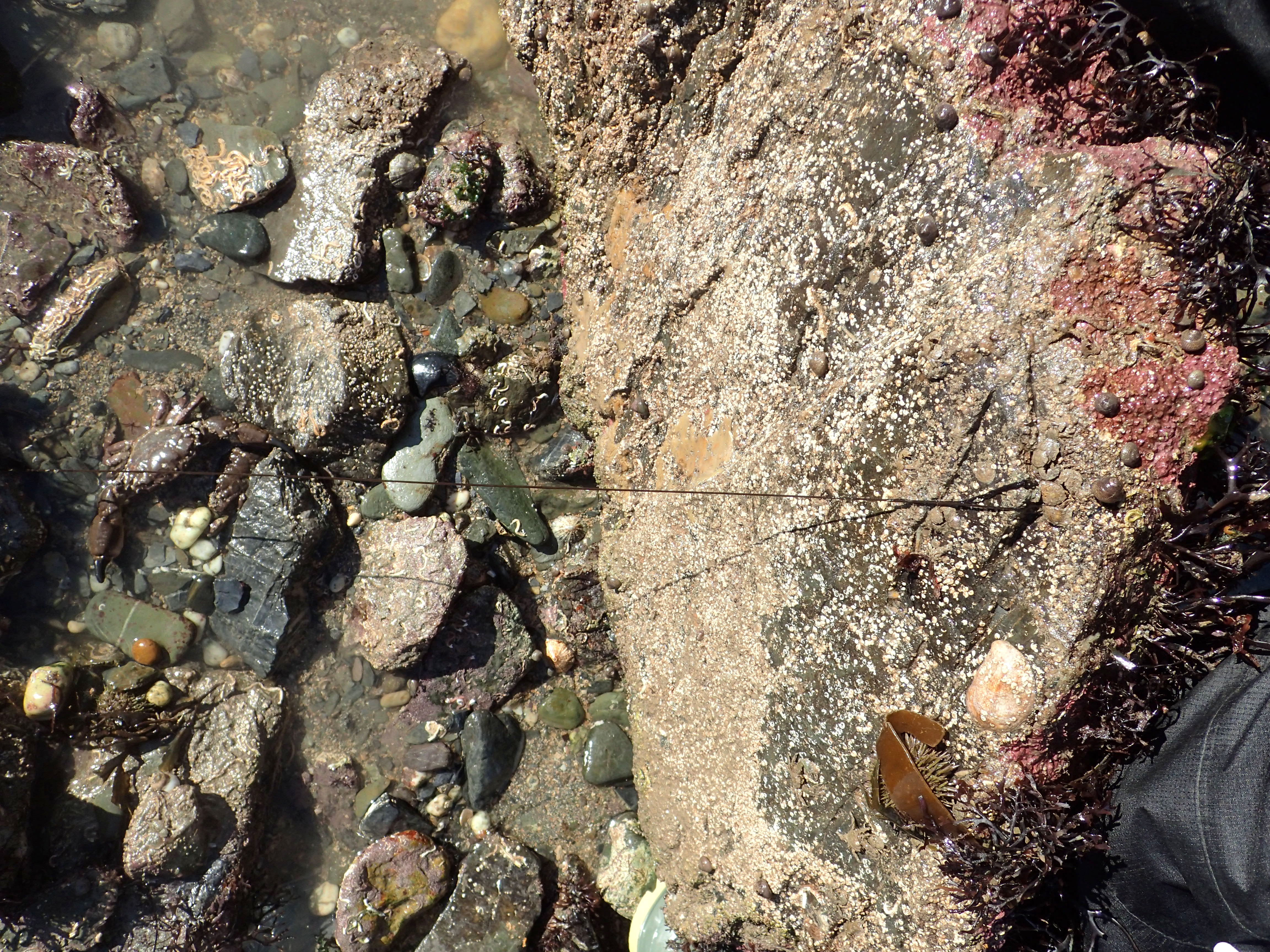 The thin, long body of a bootlace worm stretched between two rocks.