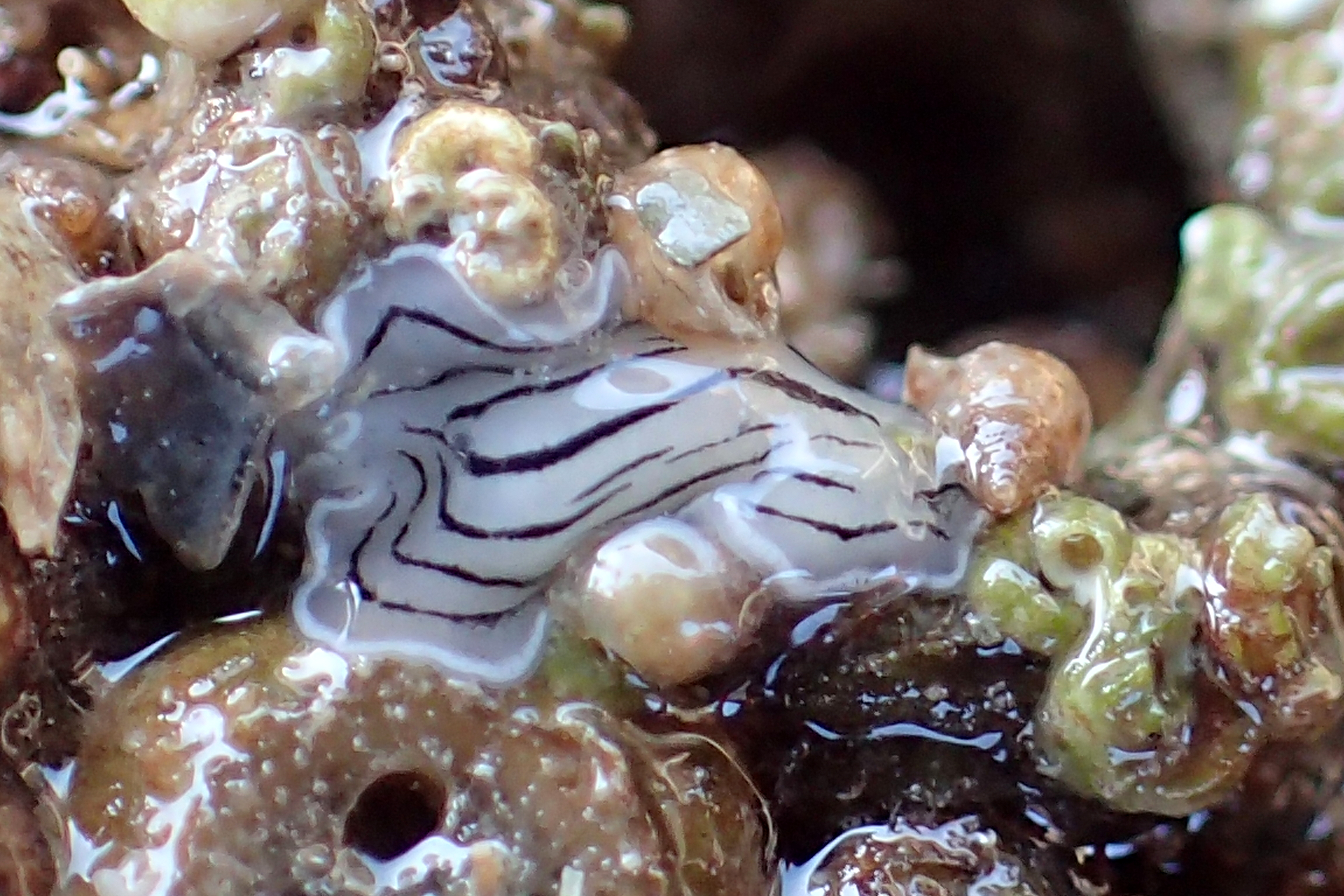 A small candy stripe flatworm oozing along its way.