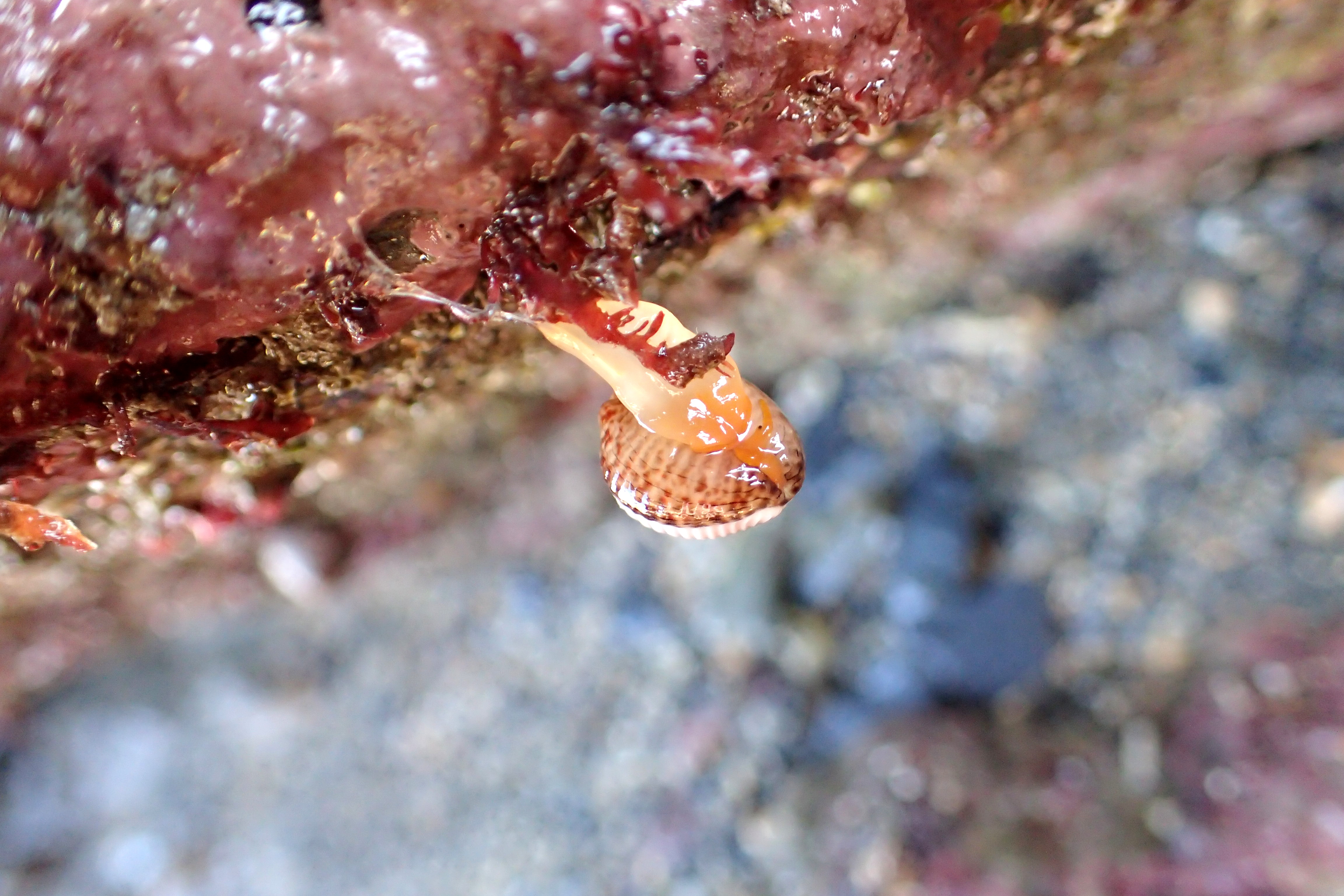 More slime! Cowries are able to dangle from the rocks using their strong mucus trails.
