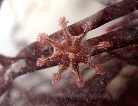 Stalked jellyfish - a Lucernariopsis cruxmelitensis.