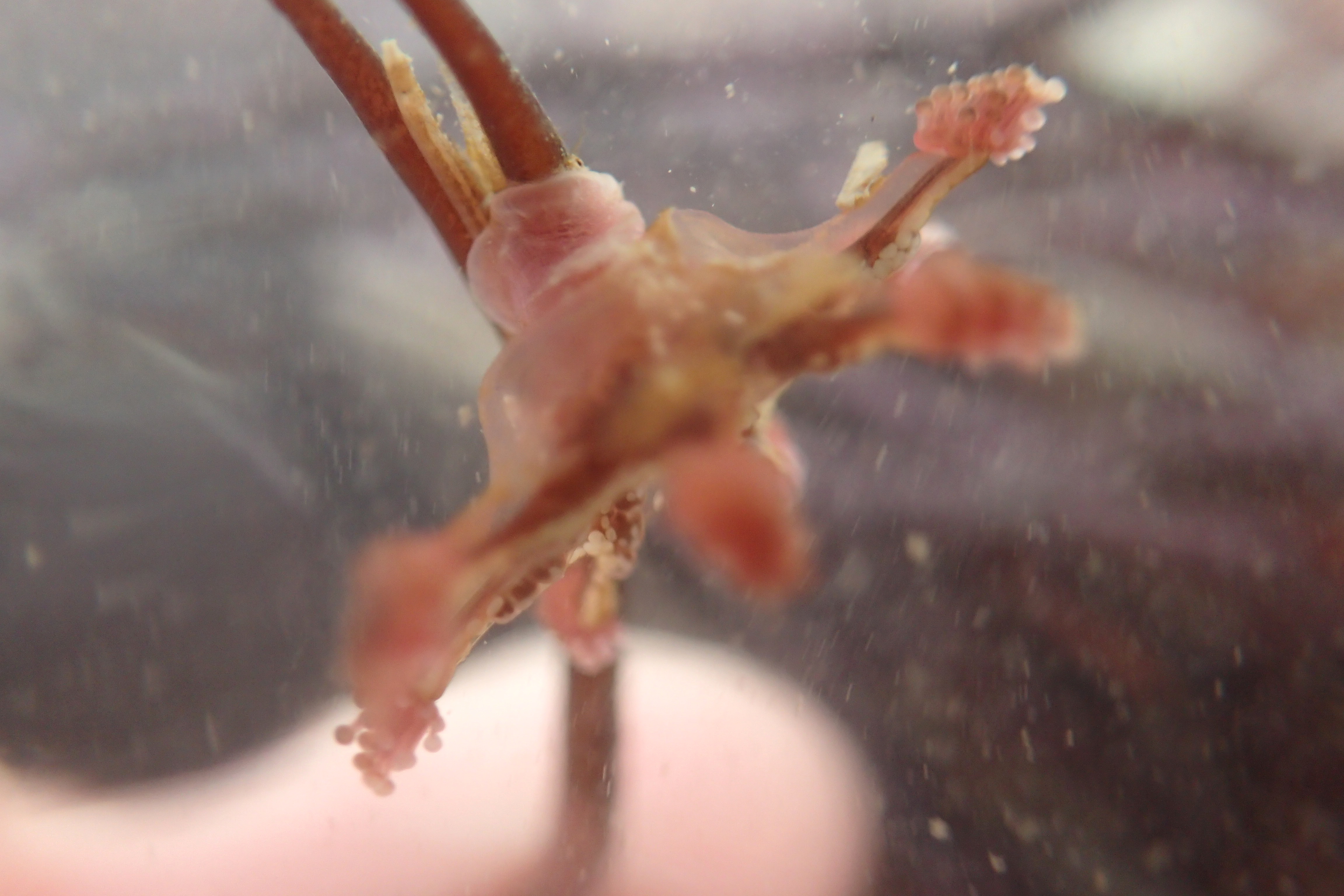 Stalked jellies have stinging tentacles like their cousins, the jellyfish, but live attached to seaweed rather than floating in the ocean.
