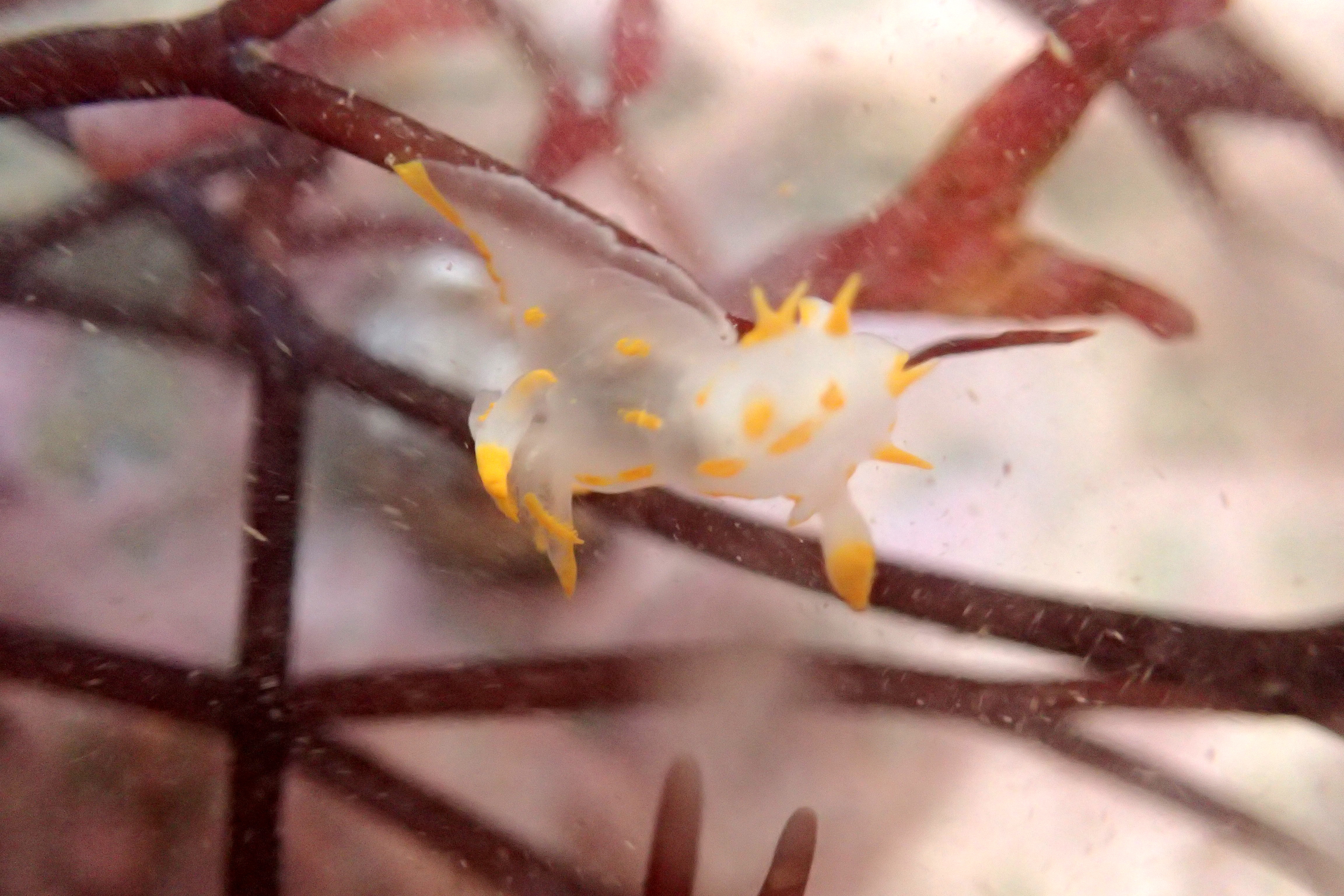 Sea slug - Polycera quadrilineata