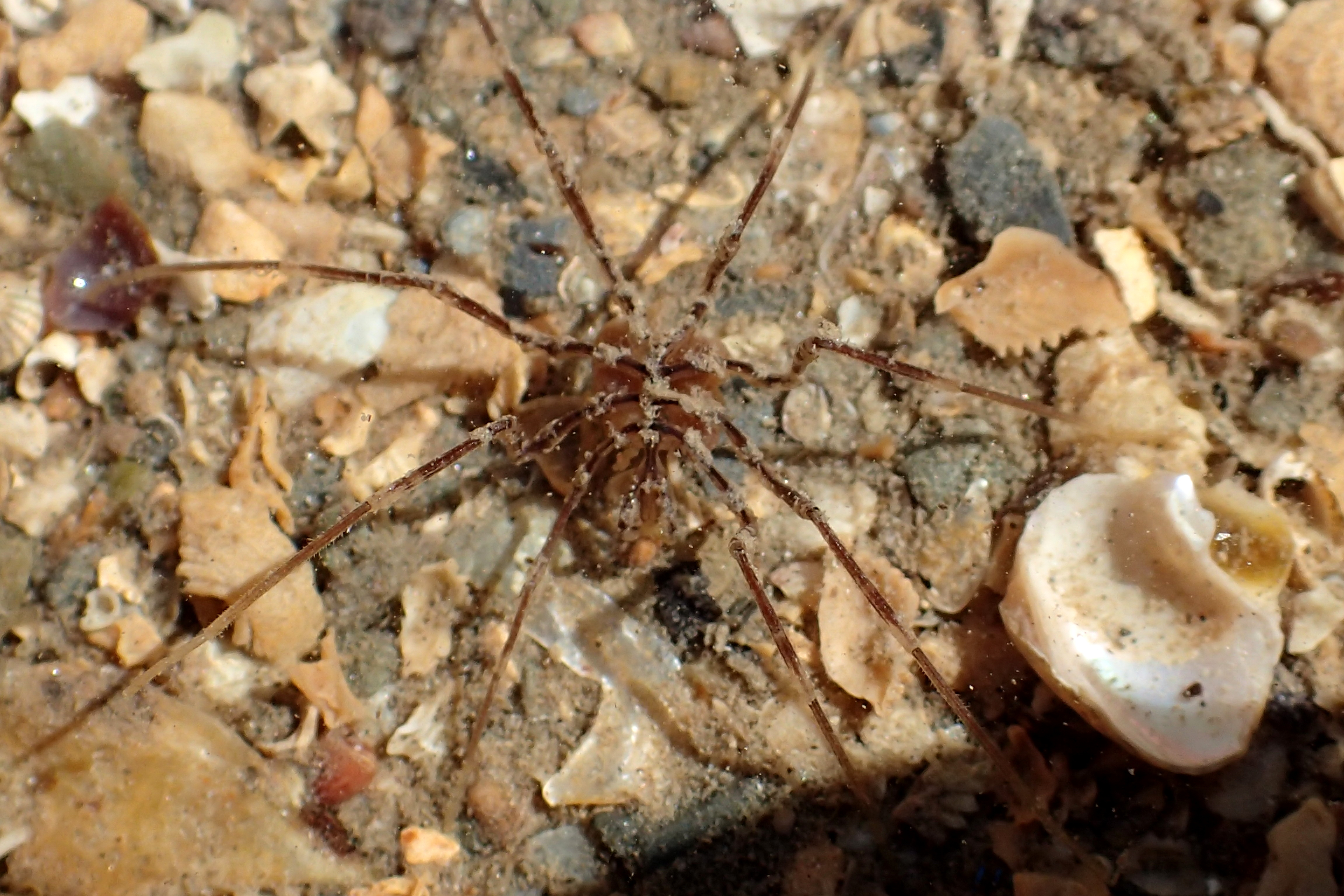 A sea spider. These delicate little creatures are perfectly camouflaged among the seaweed.