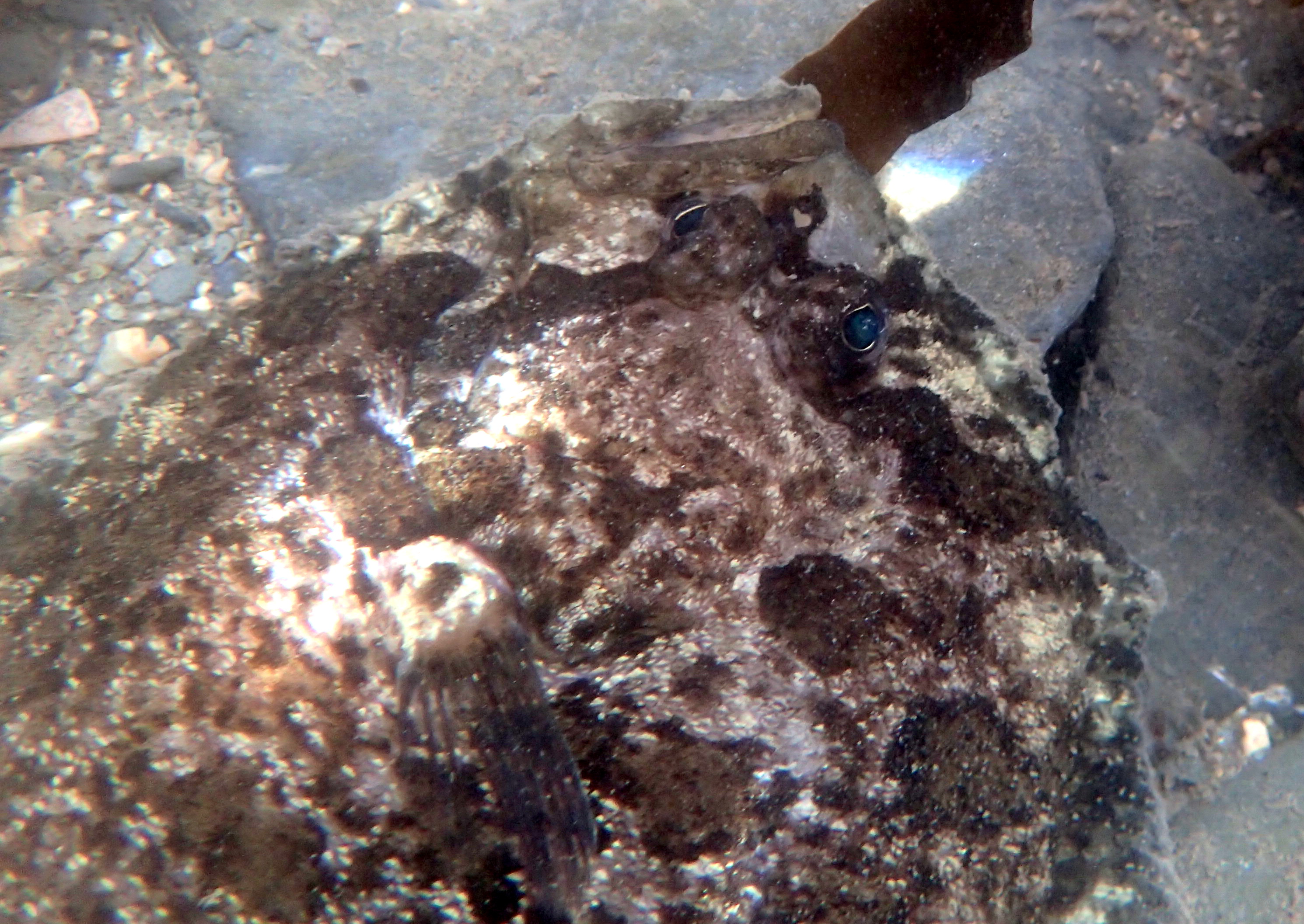 I was right at the depth-limit for my wellies when I found this topknot flat fish scooting along the bottom of a pool. Junior loves their asymmetrical faces.