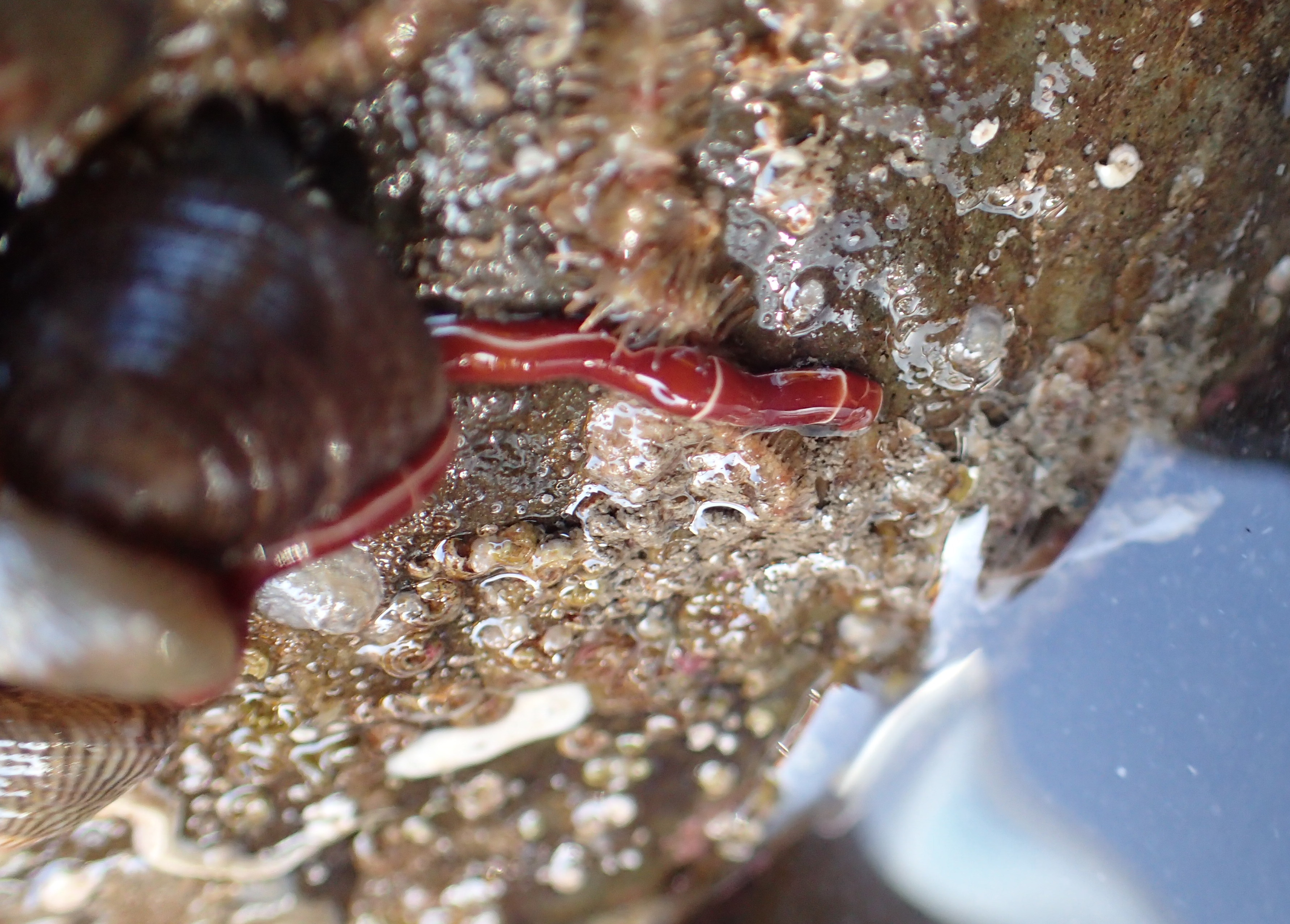 Tubulanus annulatus. This strikingly coloured worm was a first for me and is more commonly seen offshore.