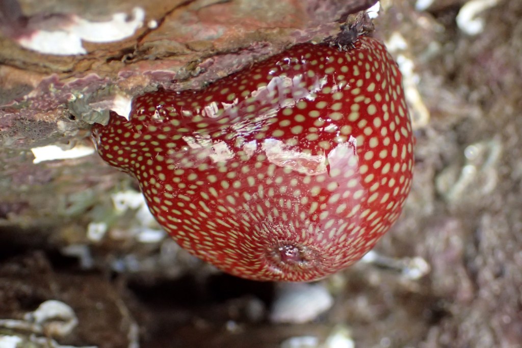 A rockpooling warm-up