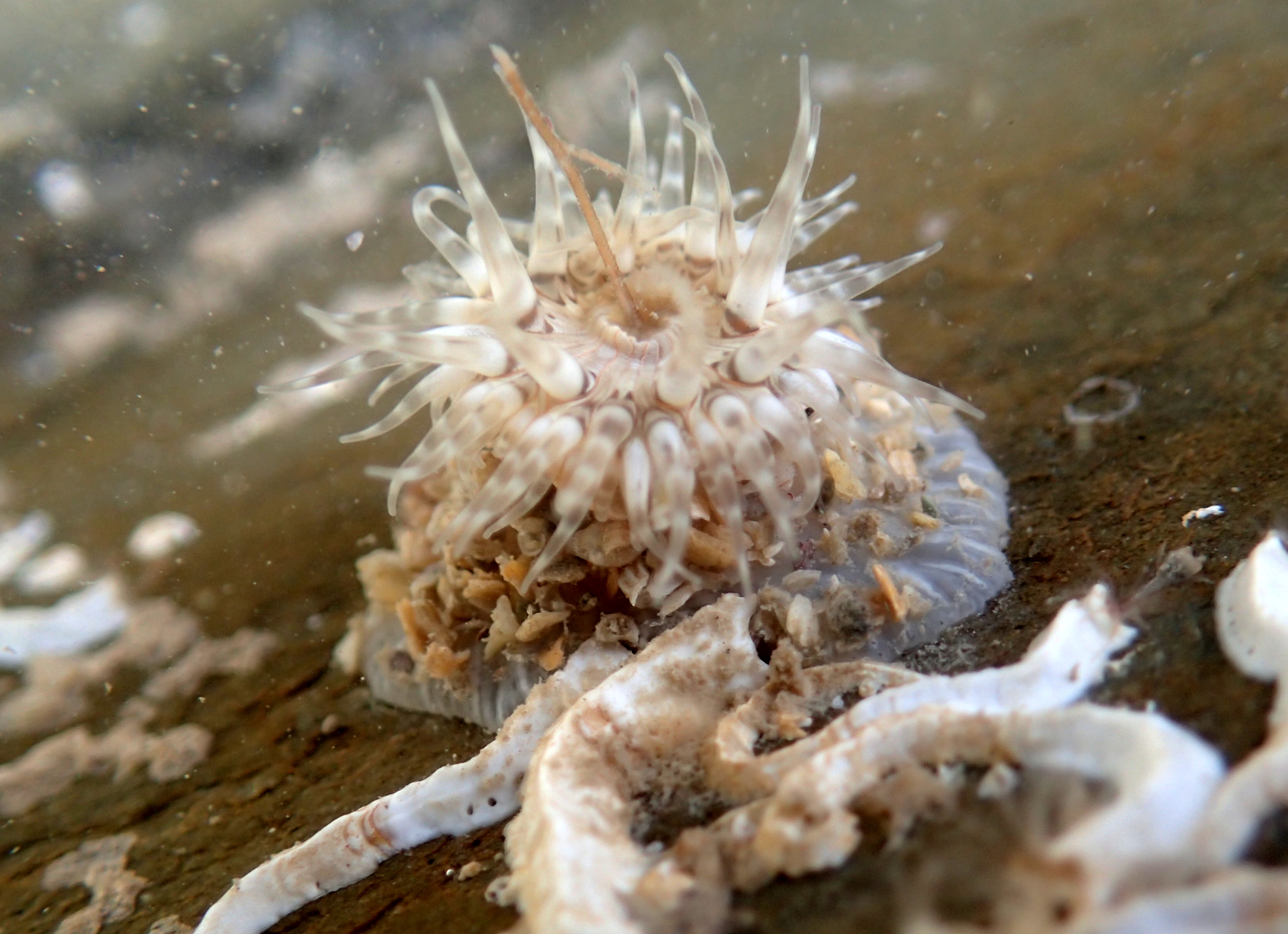 This stunning little anemone, a Sargatia troglodytes had lots of pieces of shell stuck to its column.
