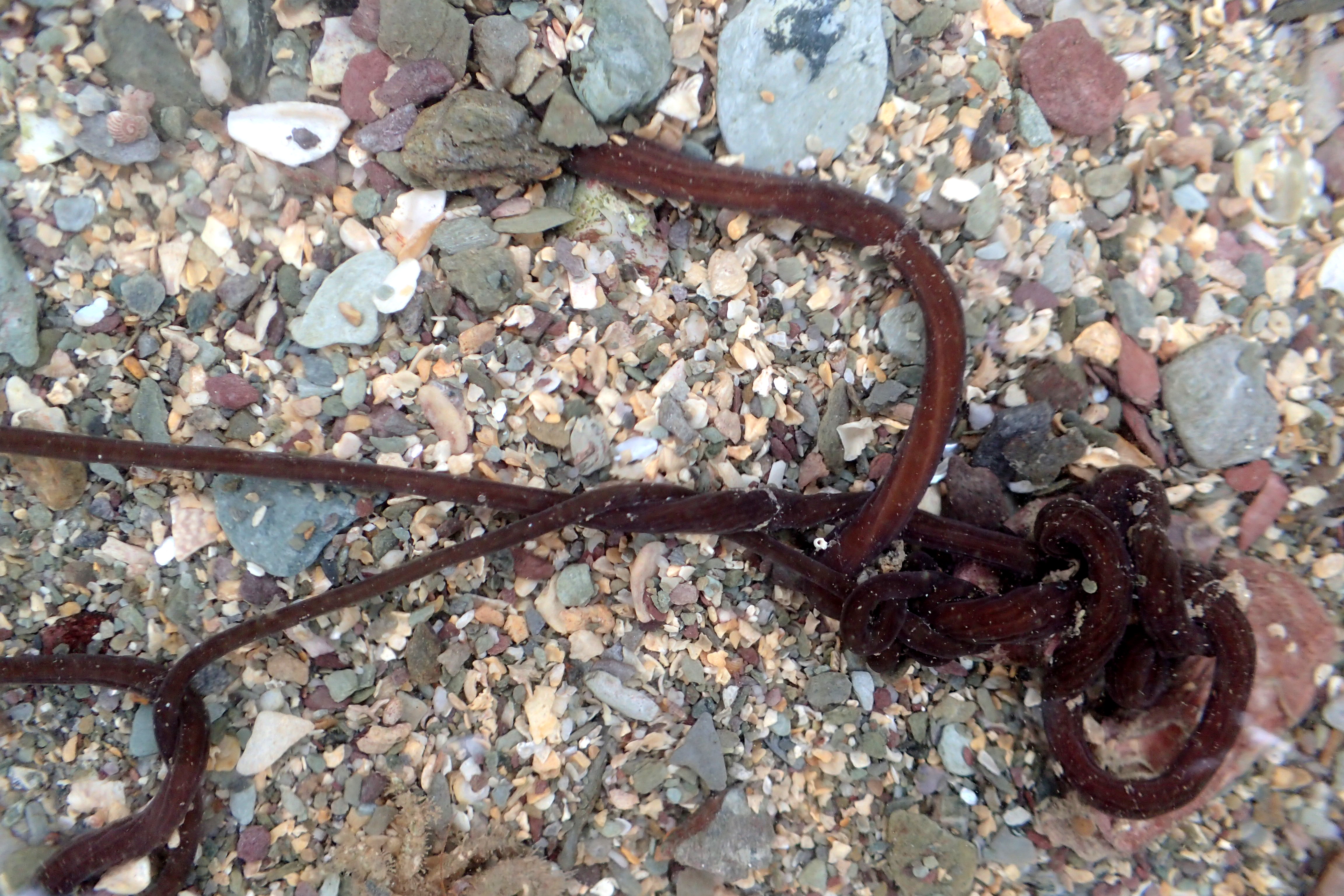 Another children's favourite - the bootlace worm holds the record for the world's longest animal. I picked up a metre-long section of this one to show everyone.