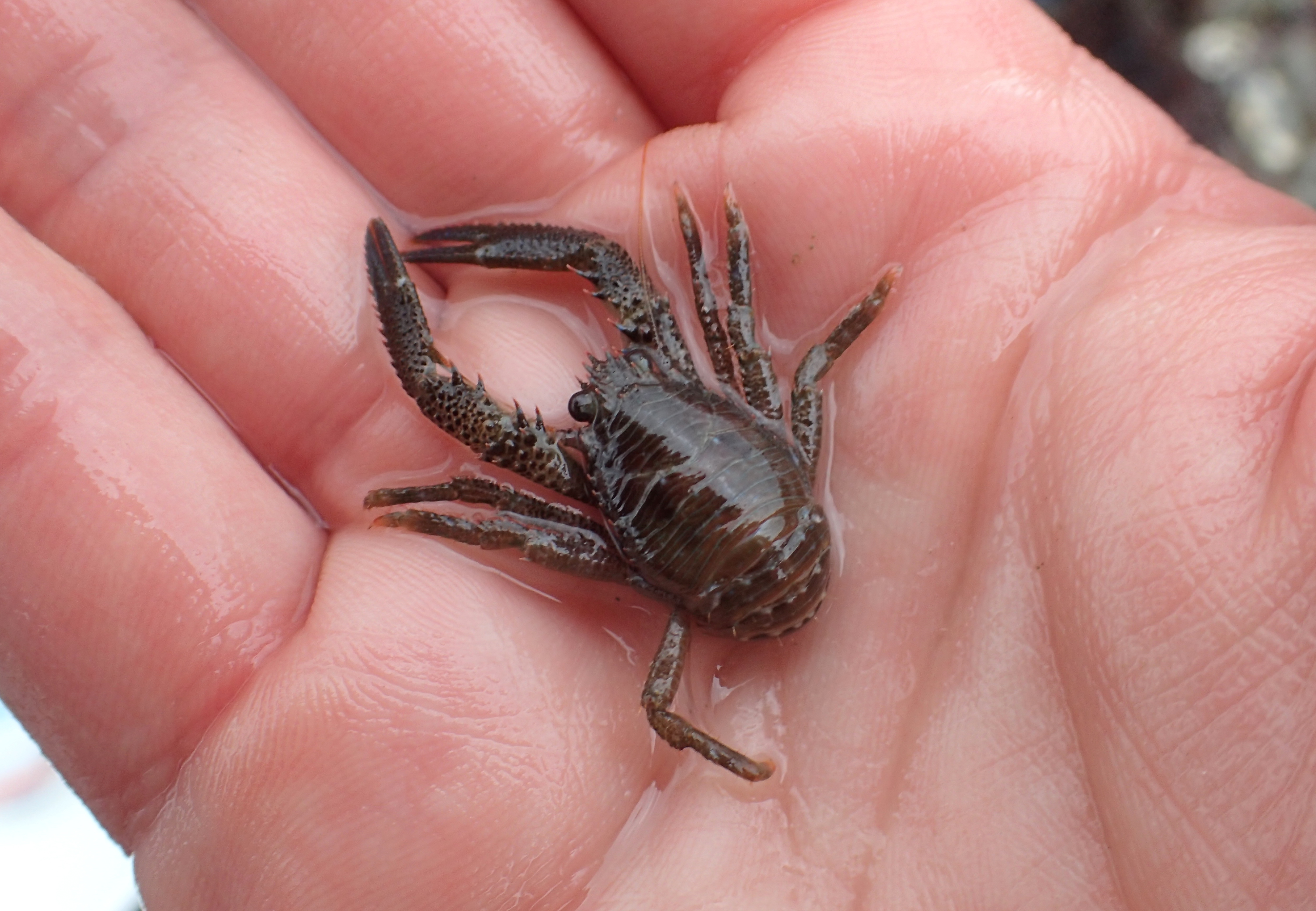 A squat lobster (Galathea squamifera). These little crustaceans dart off backwards when you try to pick them up by flapping their tails.