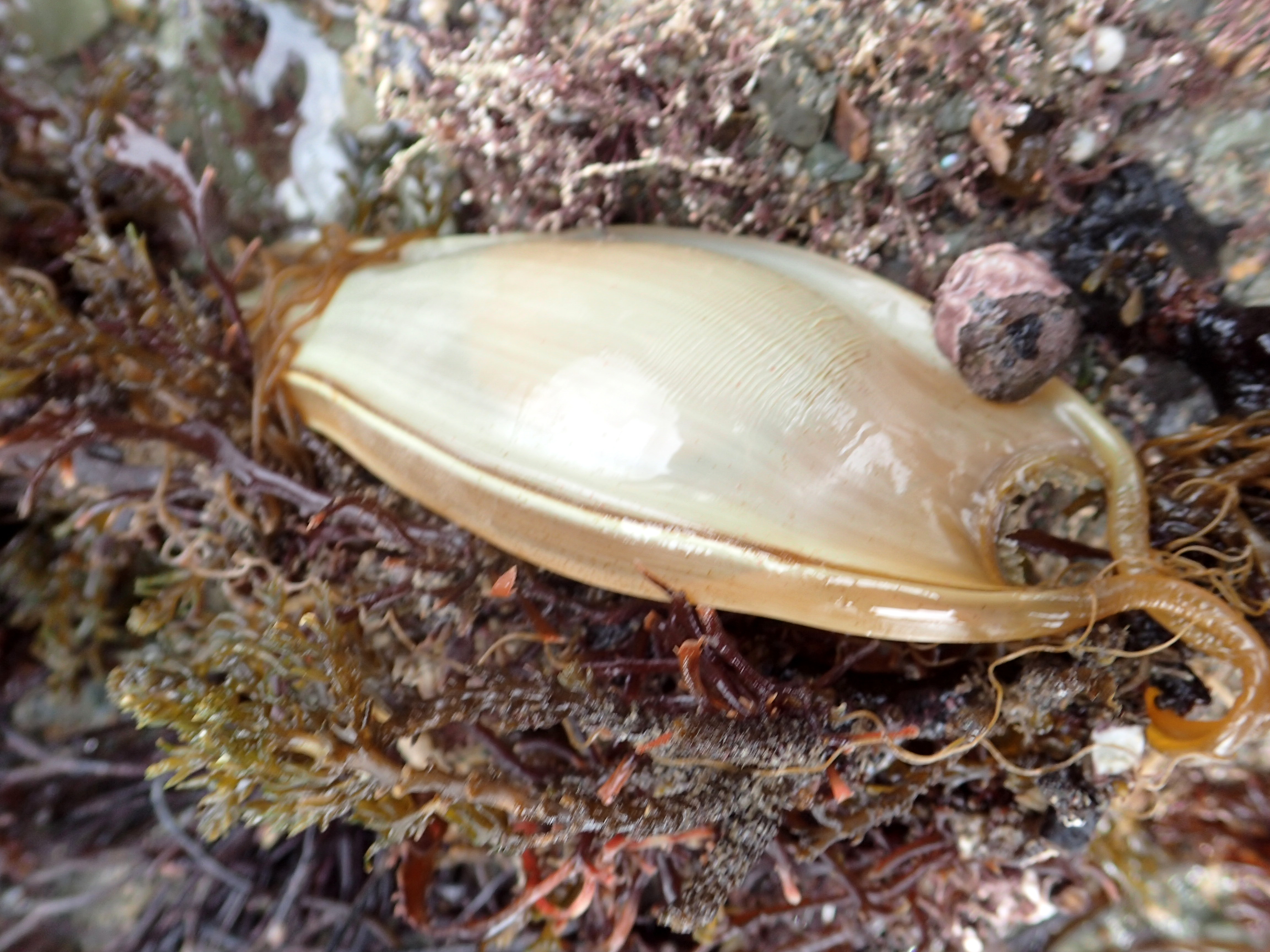 Mandy's catshark egg case. Hannafore, Looe