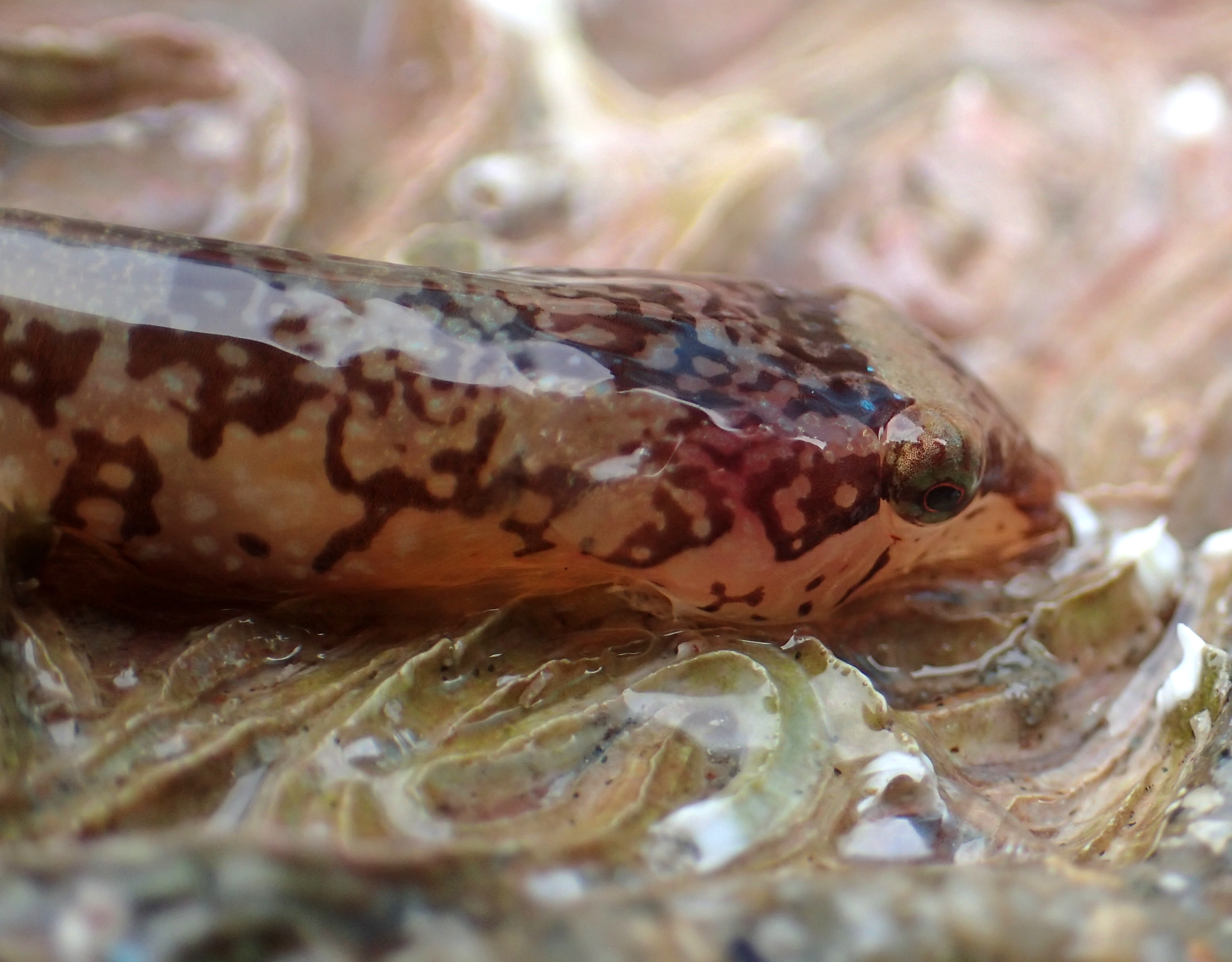 A small species of clingfsh - possibly small-headed clingfish - showing its lovely marbled colours.