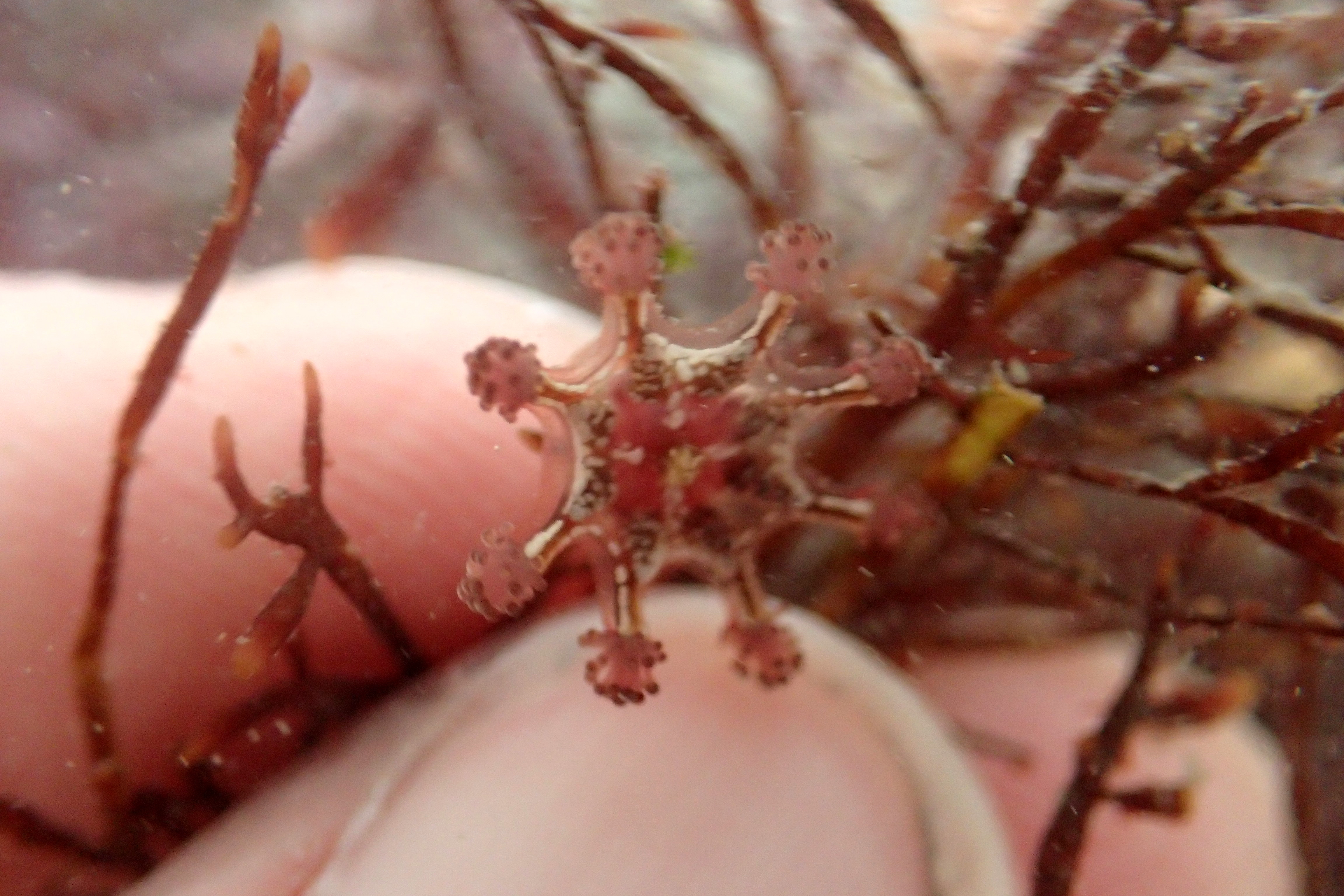 Our stalked jelly - A Lucernariopsis cruxmelitensis. These are so small they're often overlooked.