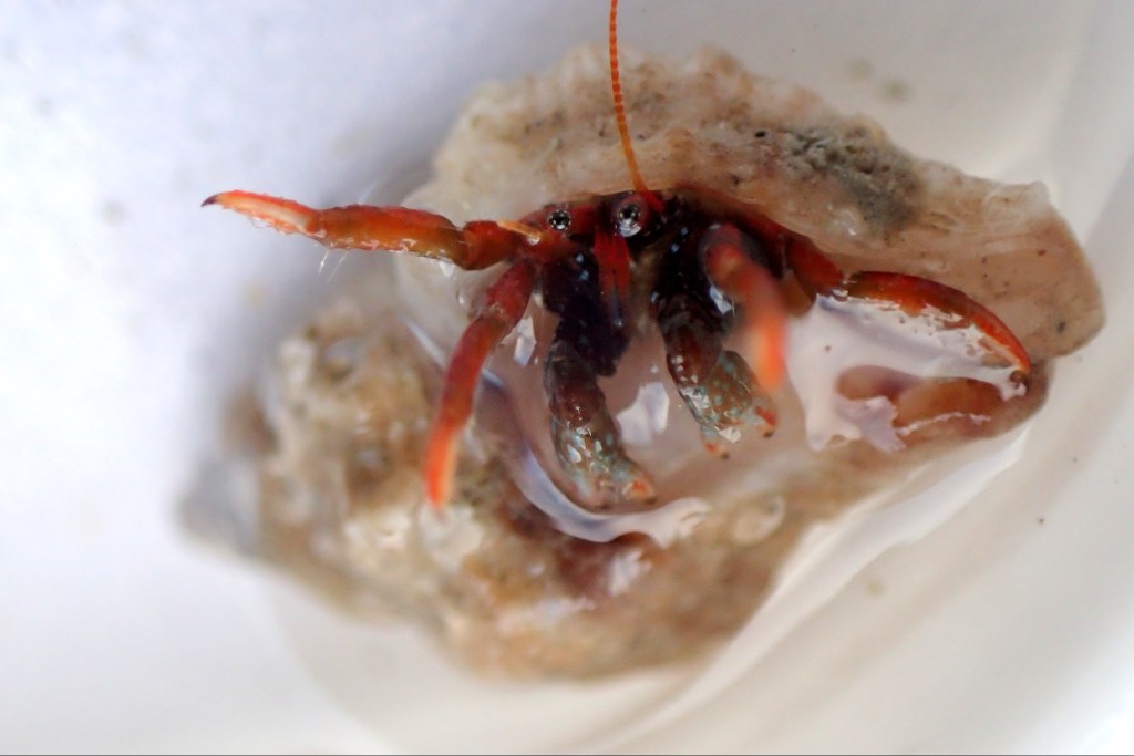 Clibanarius erythropus - A red legged hermit crab making a comeback in the Cornish rock pools this year.
