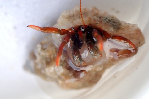 Clibanarius erythropus - A red legged hermit crab making a comeback in the Cornish rock pools this year.