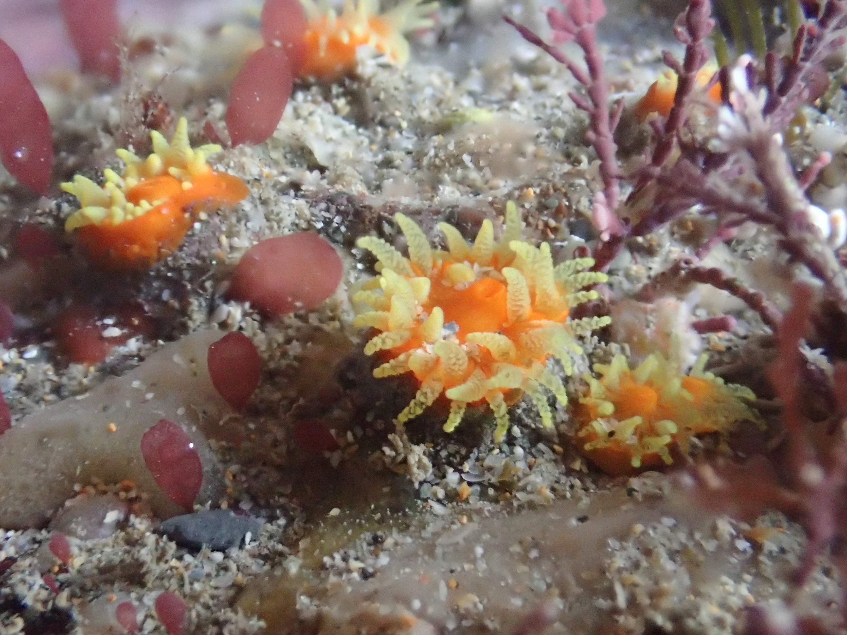 Scarlet and gold cup corals growing all along the base of the overhang.