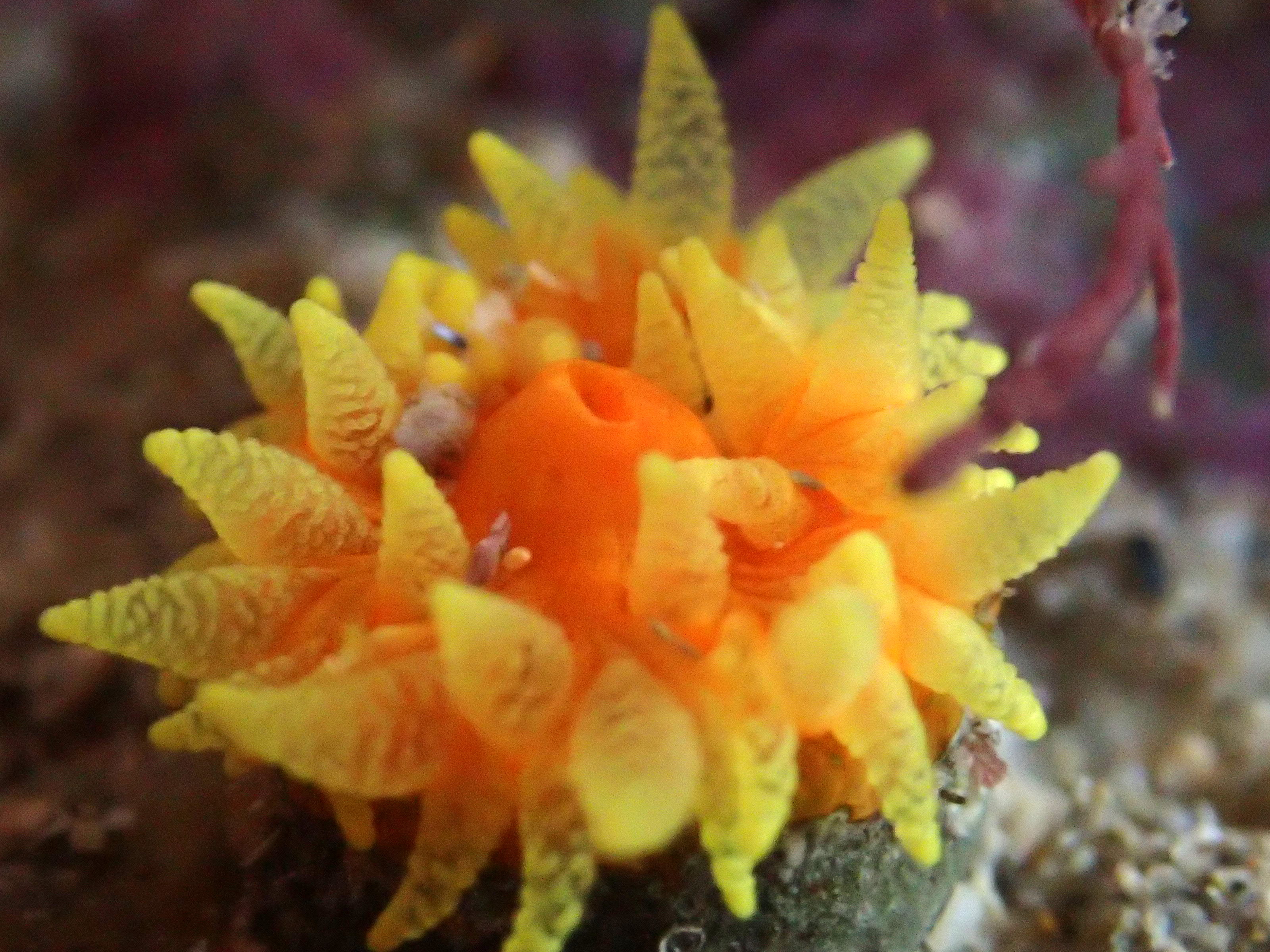 Scarlet and gold cup coral at Porth Mear