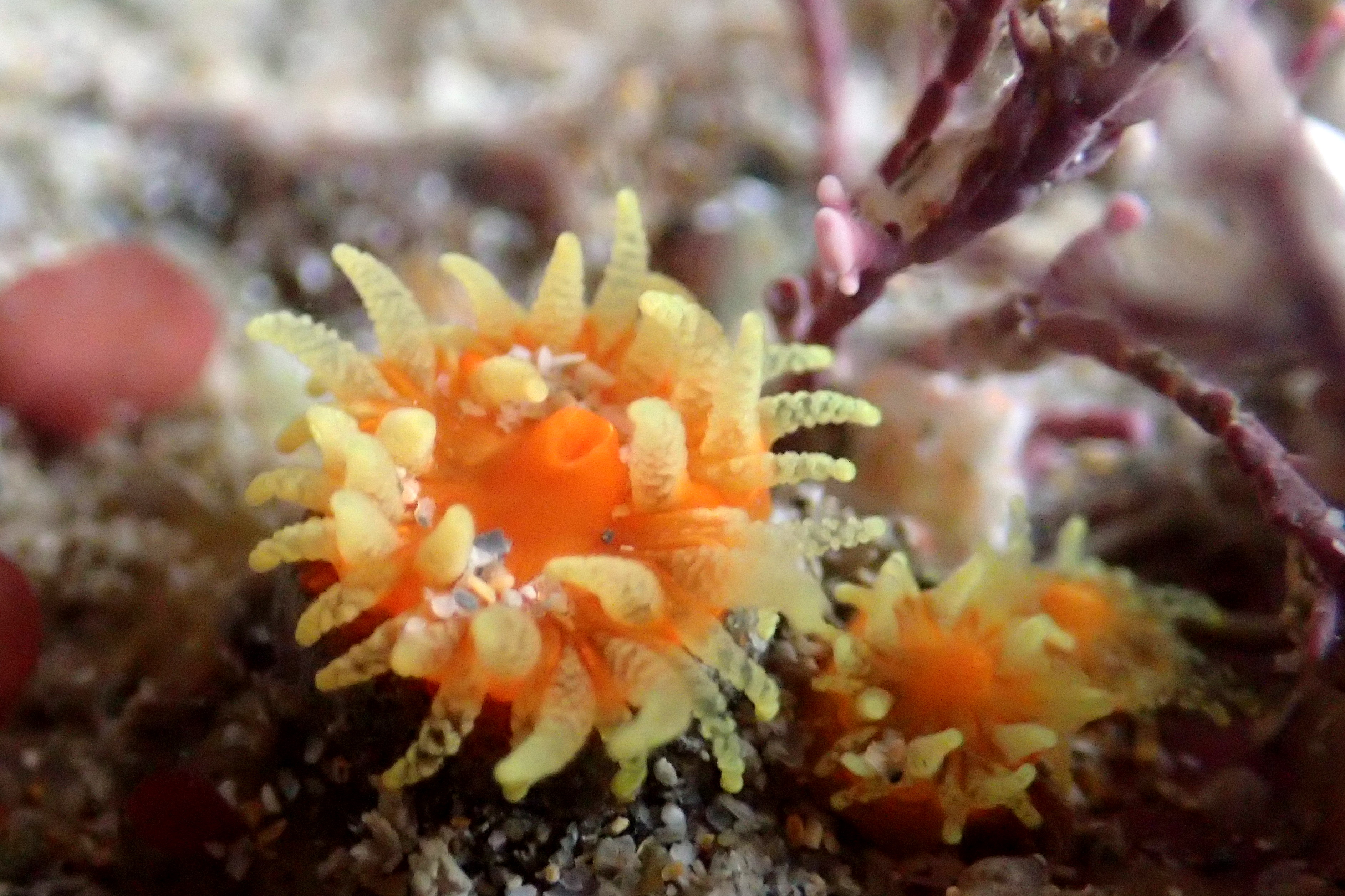More scarlet and gold cup corals