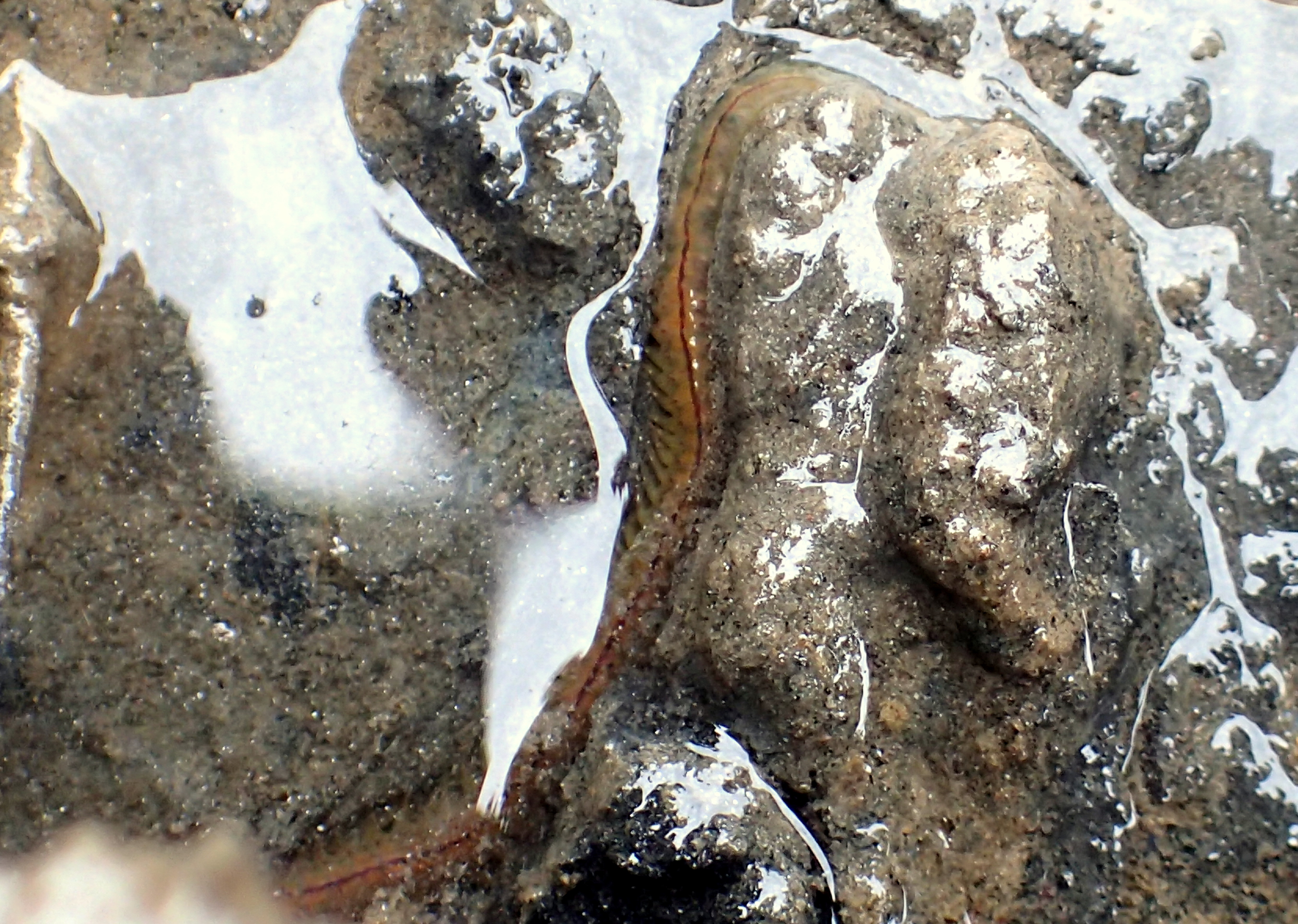 Worms are often buried in sand and mud burrows - if disturbed they can shoot out their jaws and give a nasty nip.