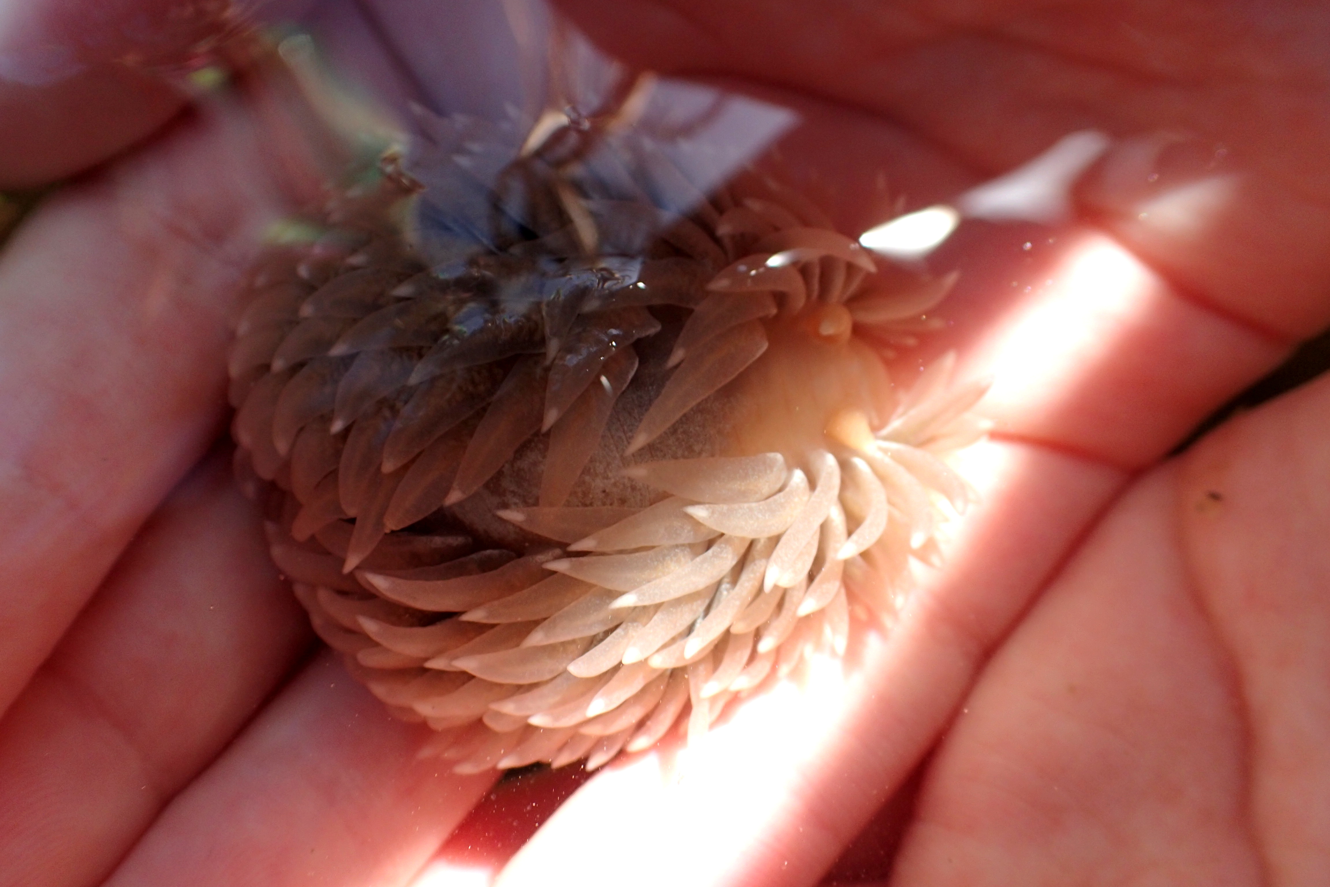This plump sheep slug (Aeolidia papillosa) was so fluffy and soft that one of Cornish Rock Pools junior's friends fell in love with it.