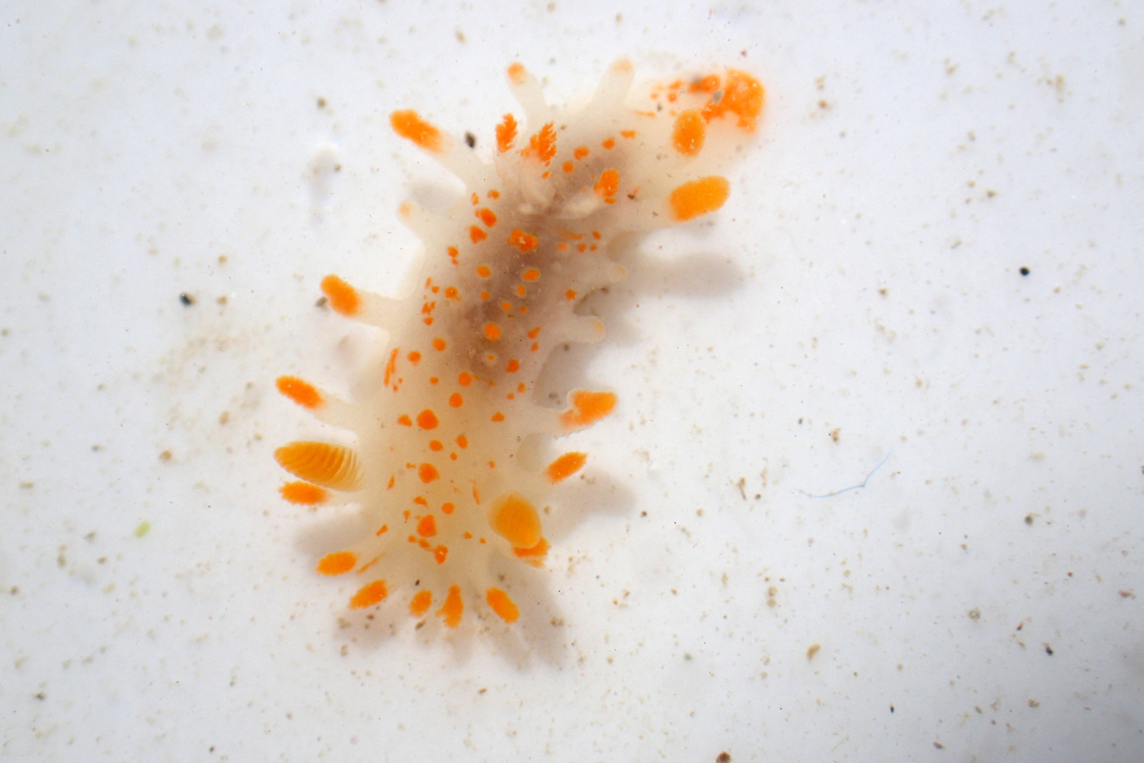 Limacia clavigera sea slug. This slug has striking orange-tipped clubs all around its body, with matching feathery gills on its back and ridged rhinophores (like antennae).