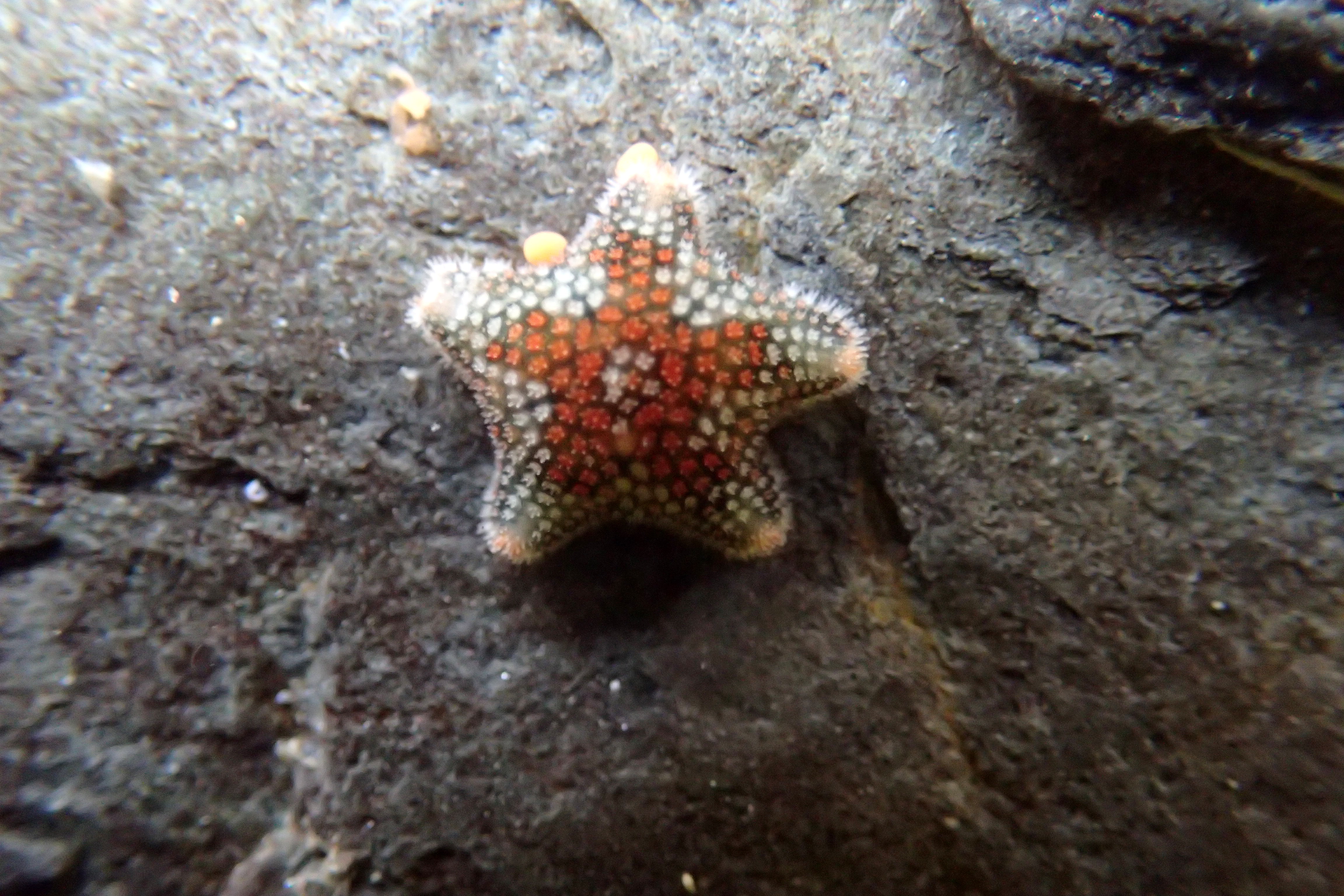 Asterina phylactica, East Looe rocks
