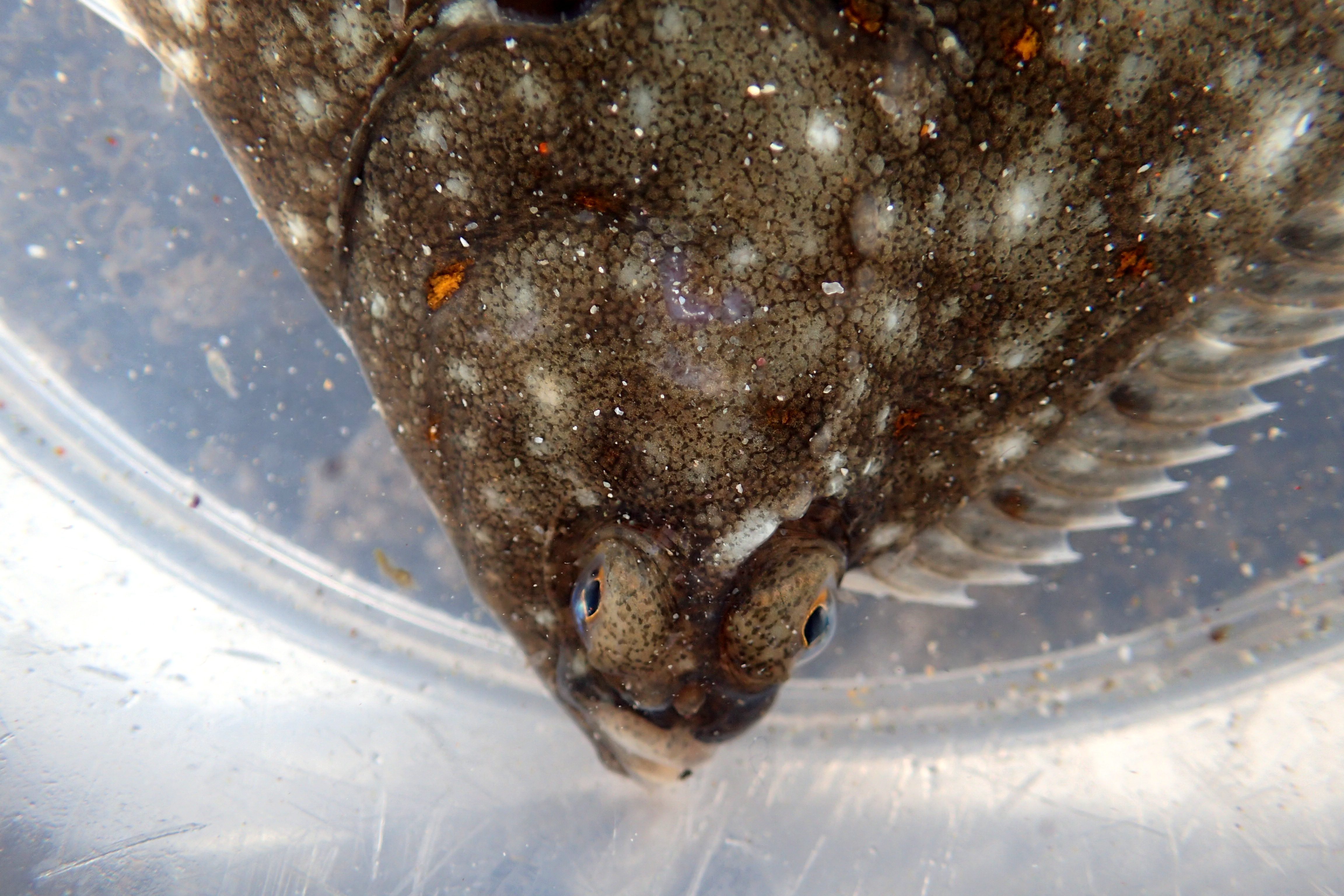 Plaice, like all flatfish have evolved asymmetric features. The eye position on top of the head is perfect to enable good vision while lurking on the sea bed.