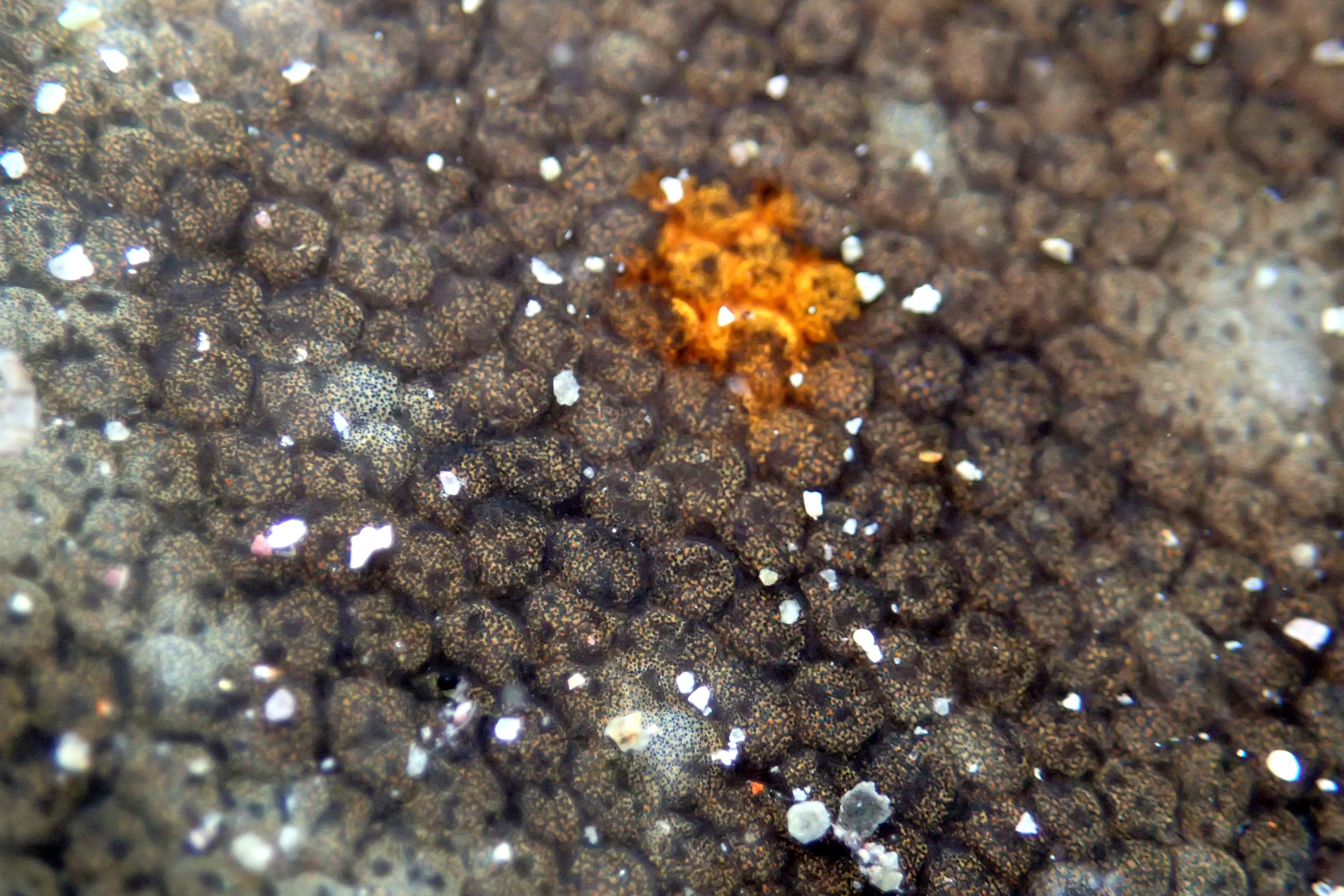 Close up of the plaice's skin shows its scales and the characteristic spot of bright orange pigment.