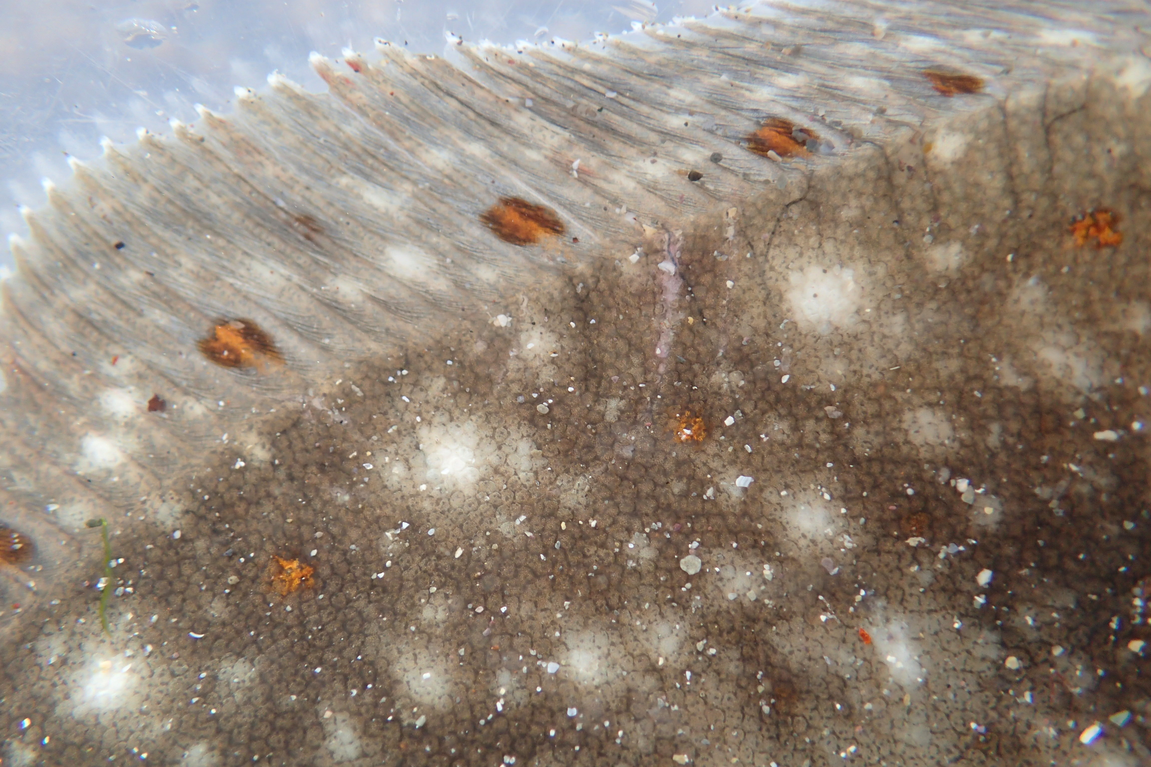 Flat fish can be tricky to identify, but the plaice is easily recognised by its orange spots.