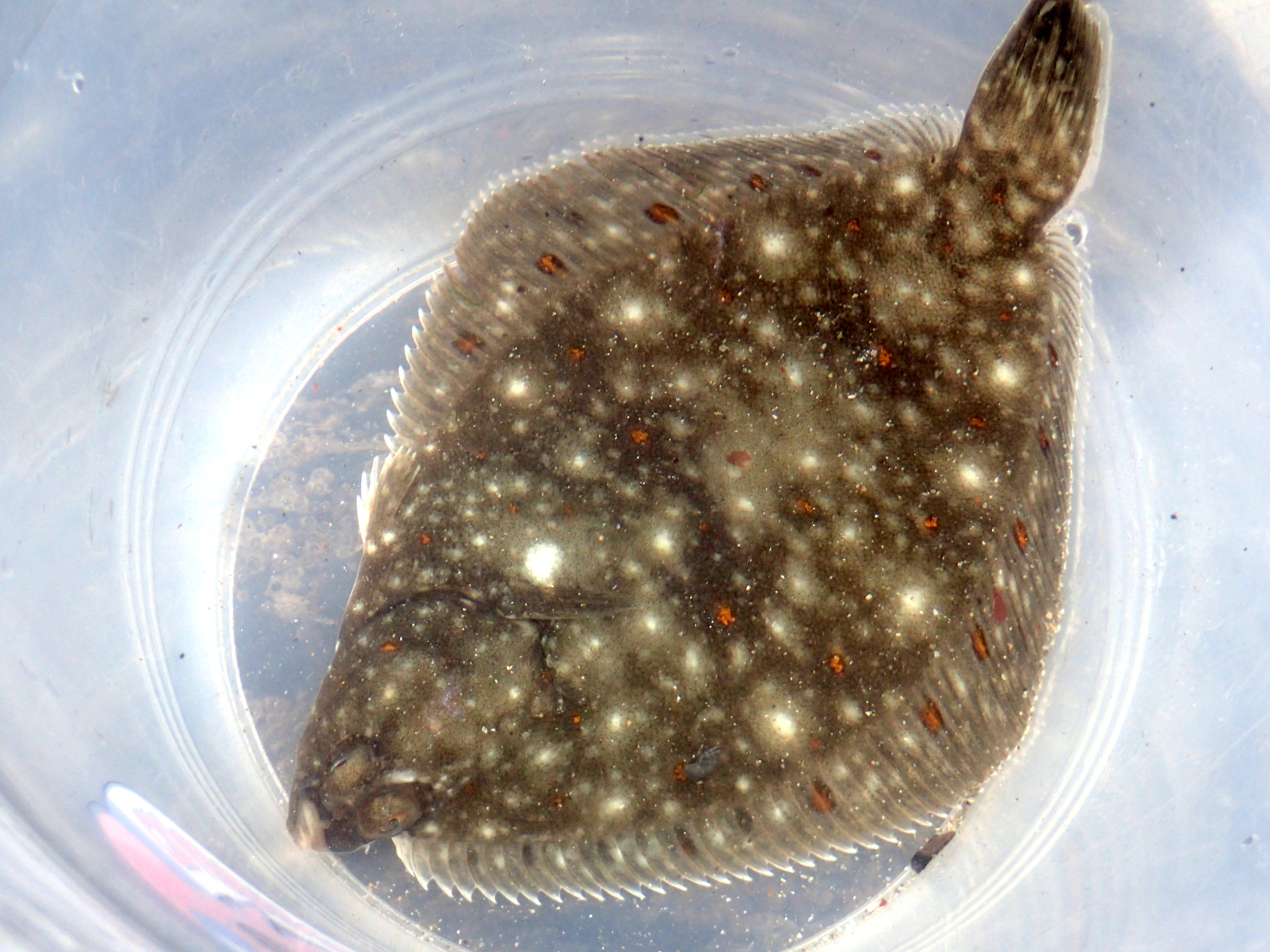 Young plaice looking a bit cramped in my big bucket.