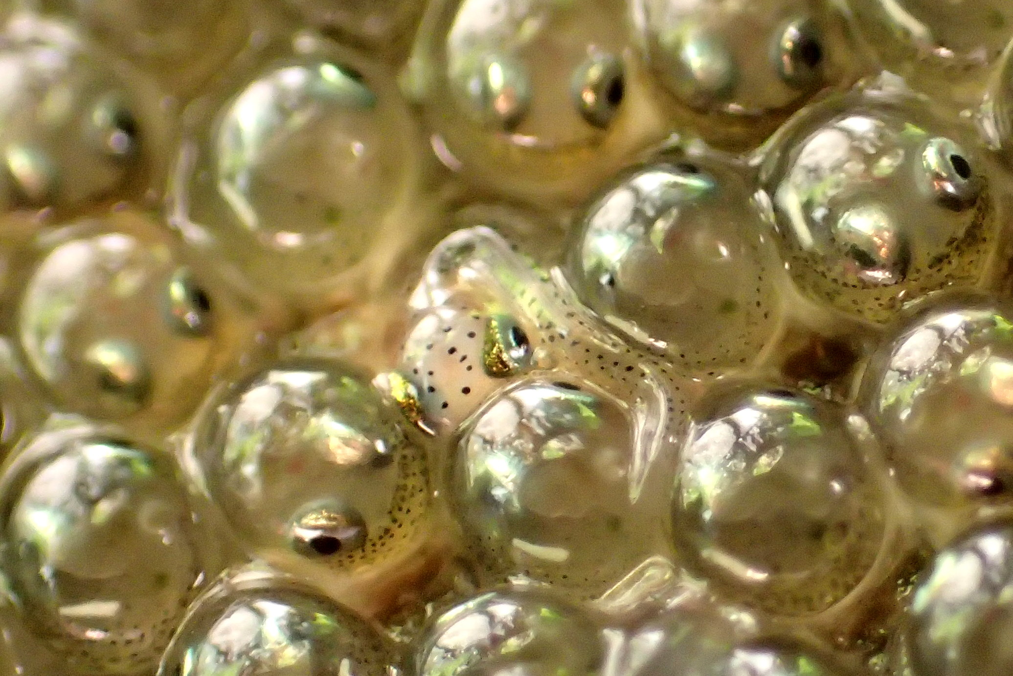 A recently hatched Cornish clingfish among its egg-bound siblings