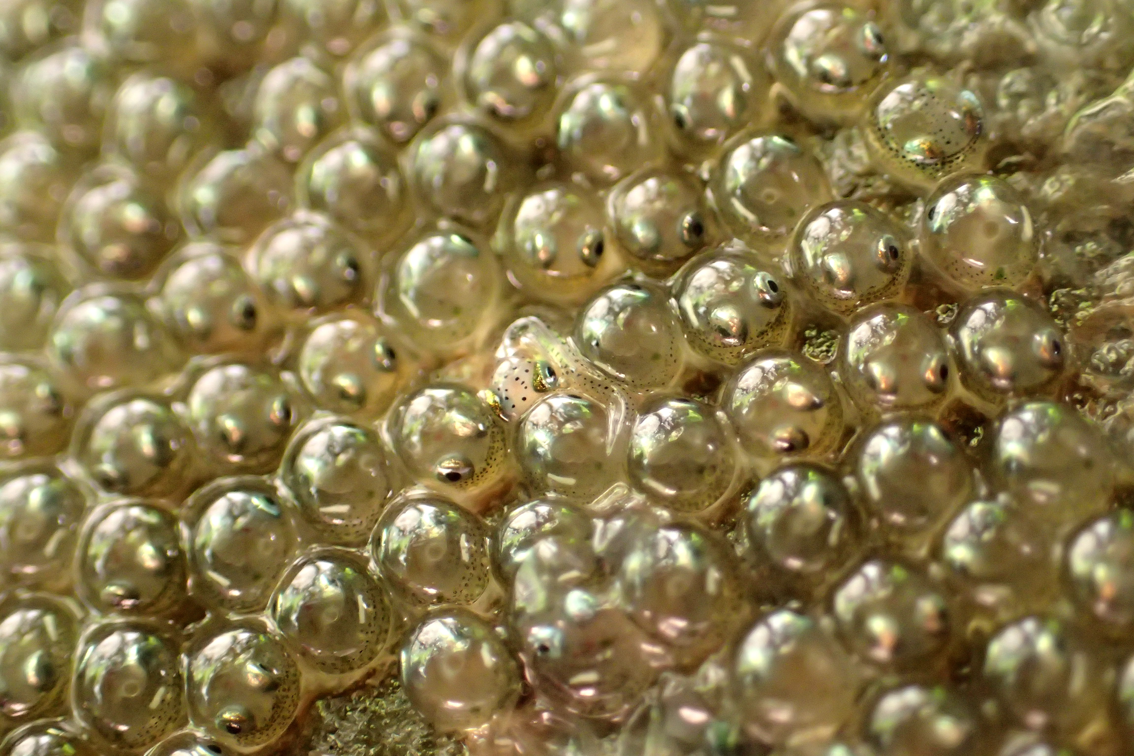 Clingfish eggs hatching in a Cornish rock pool.