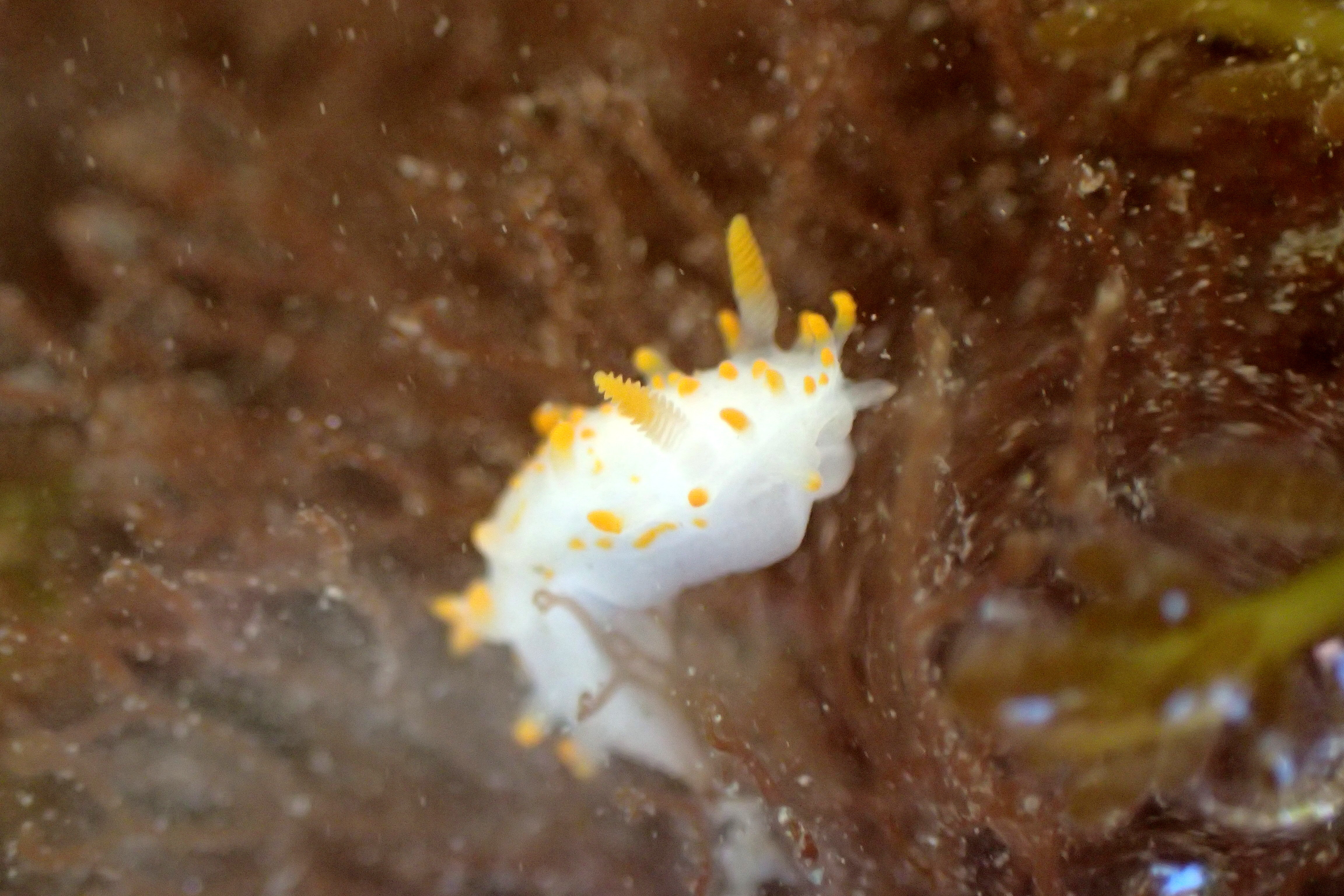 A Limacia clavigera sea slug on the move.