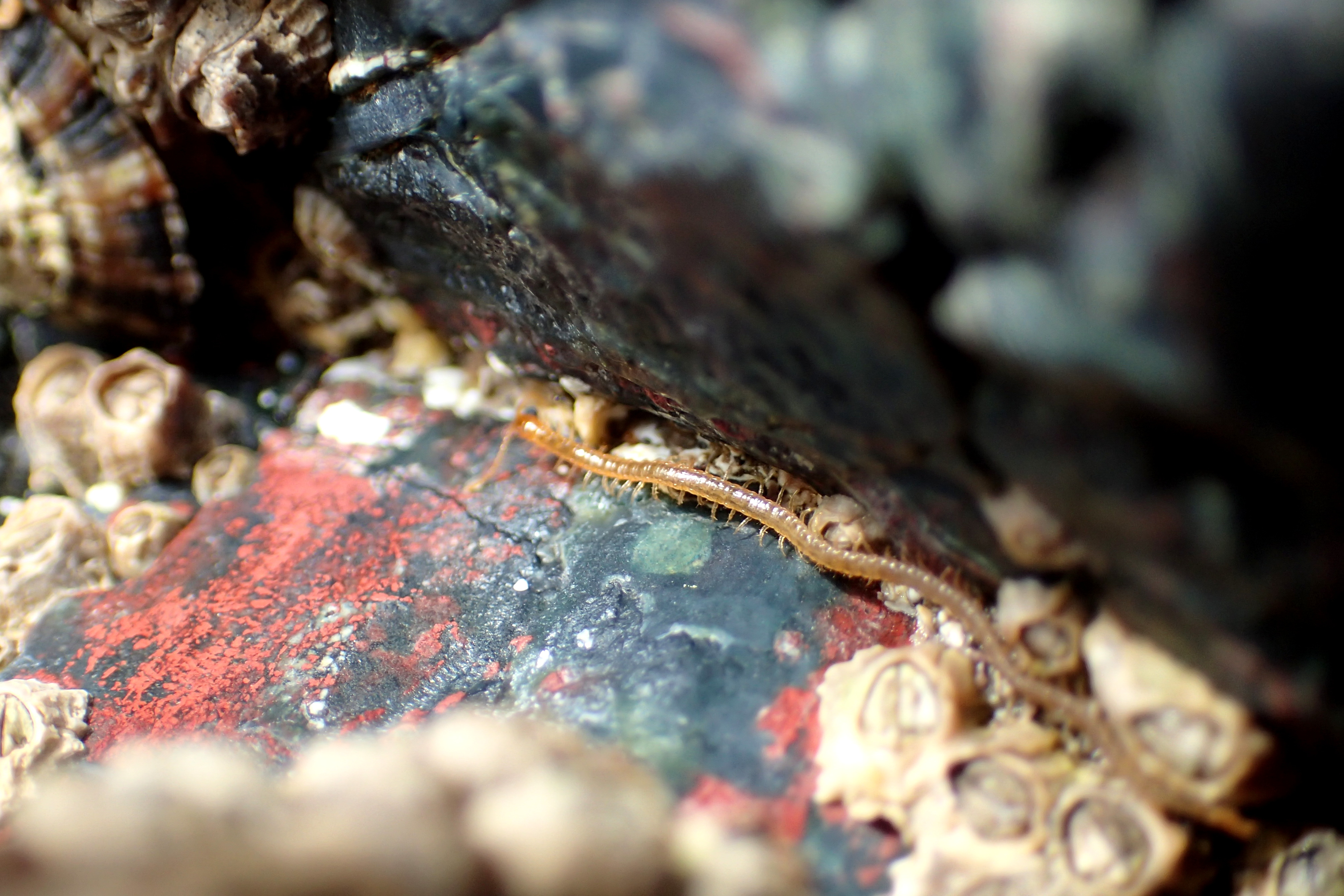 A centipede visiting the shore