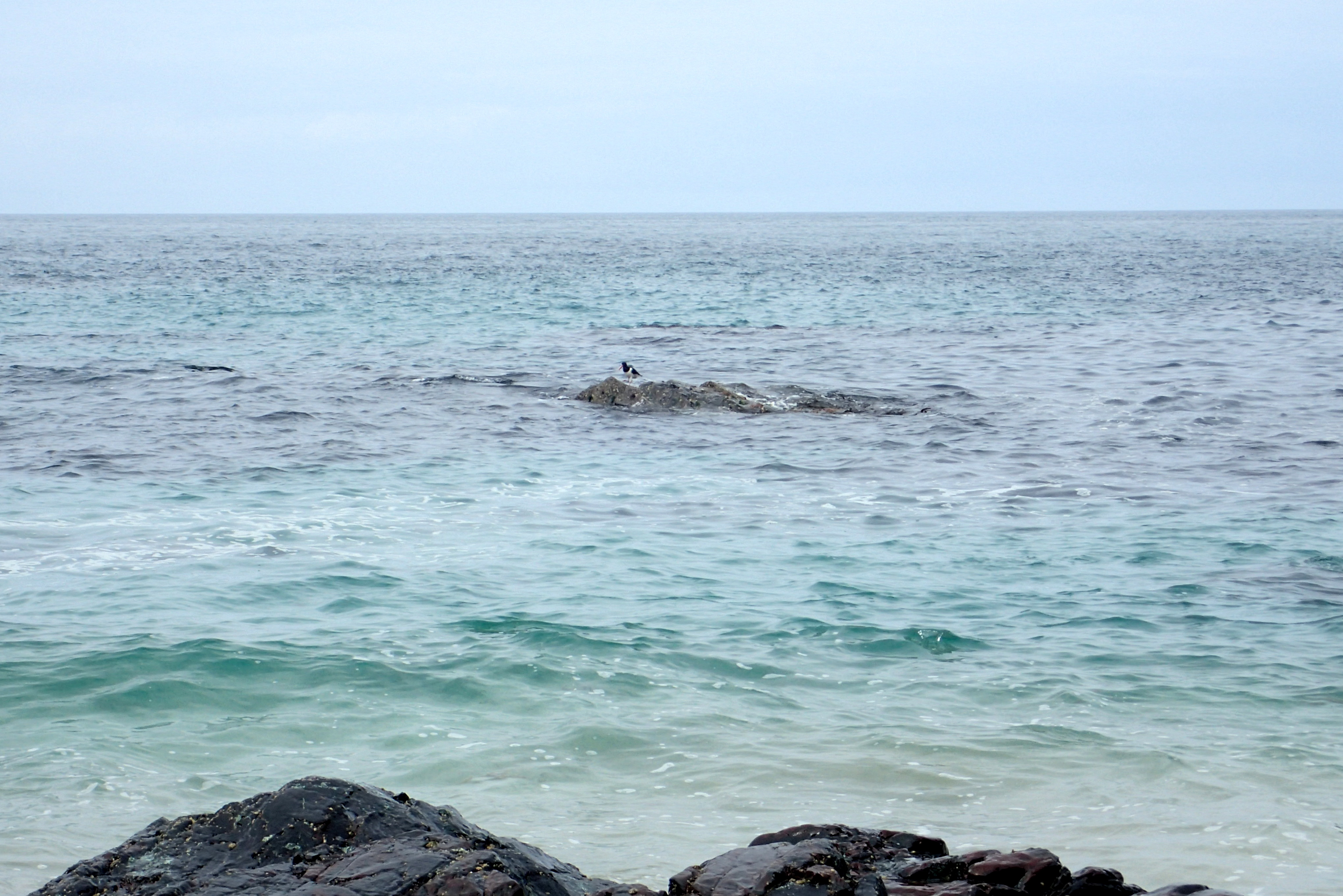 A lone oystercatcher on a rock at Kynance Cove.