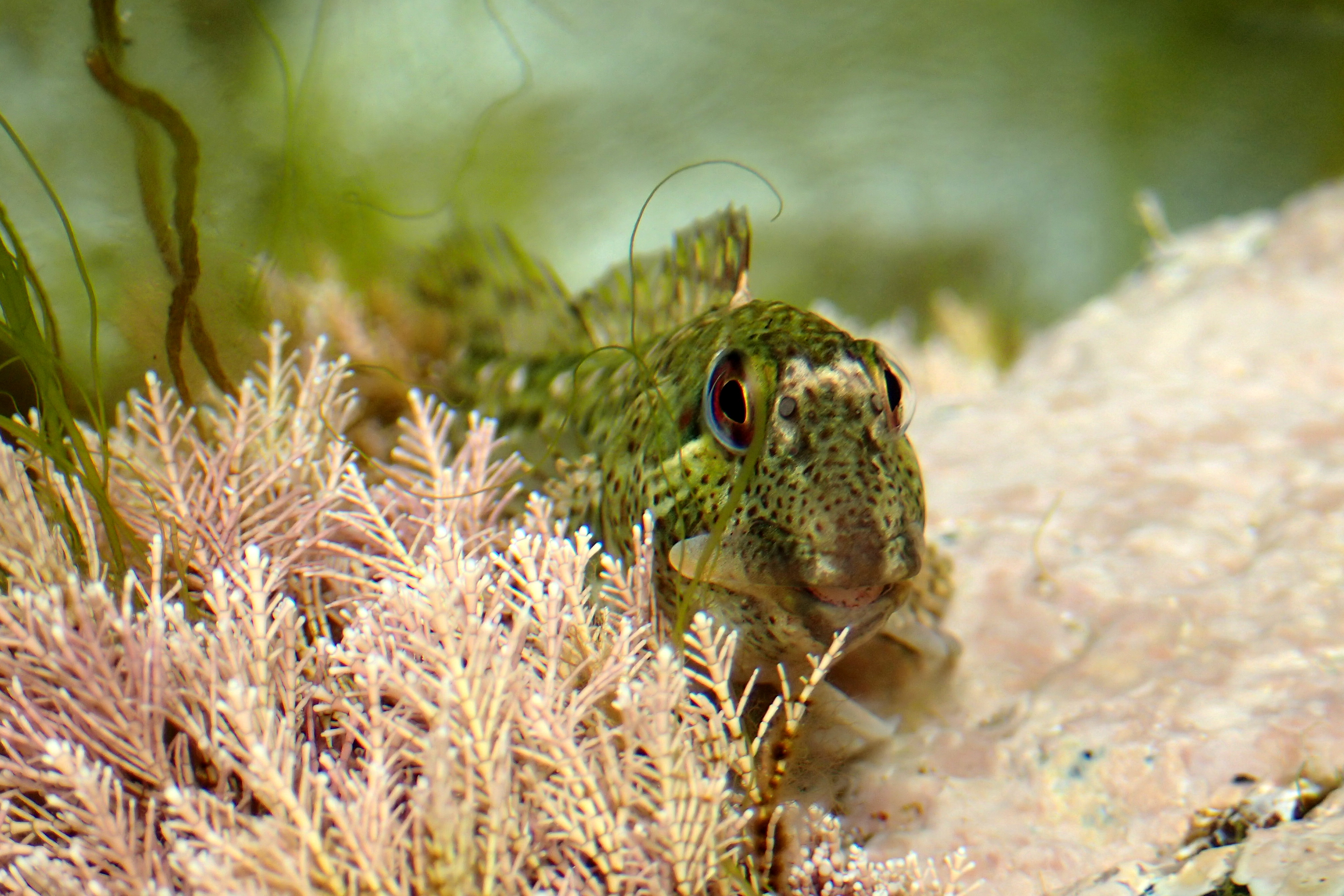 A grinning shanny propped on its pectoral fins watches me from a rock pool.