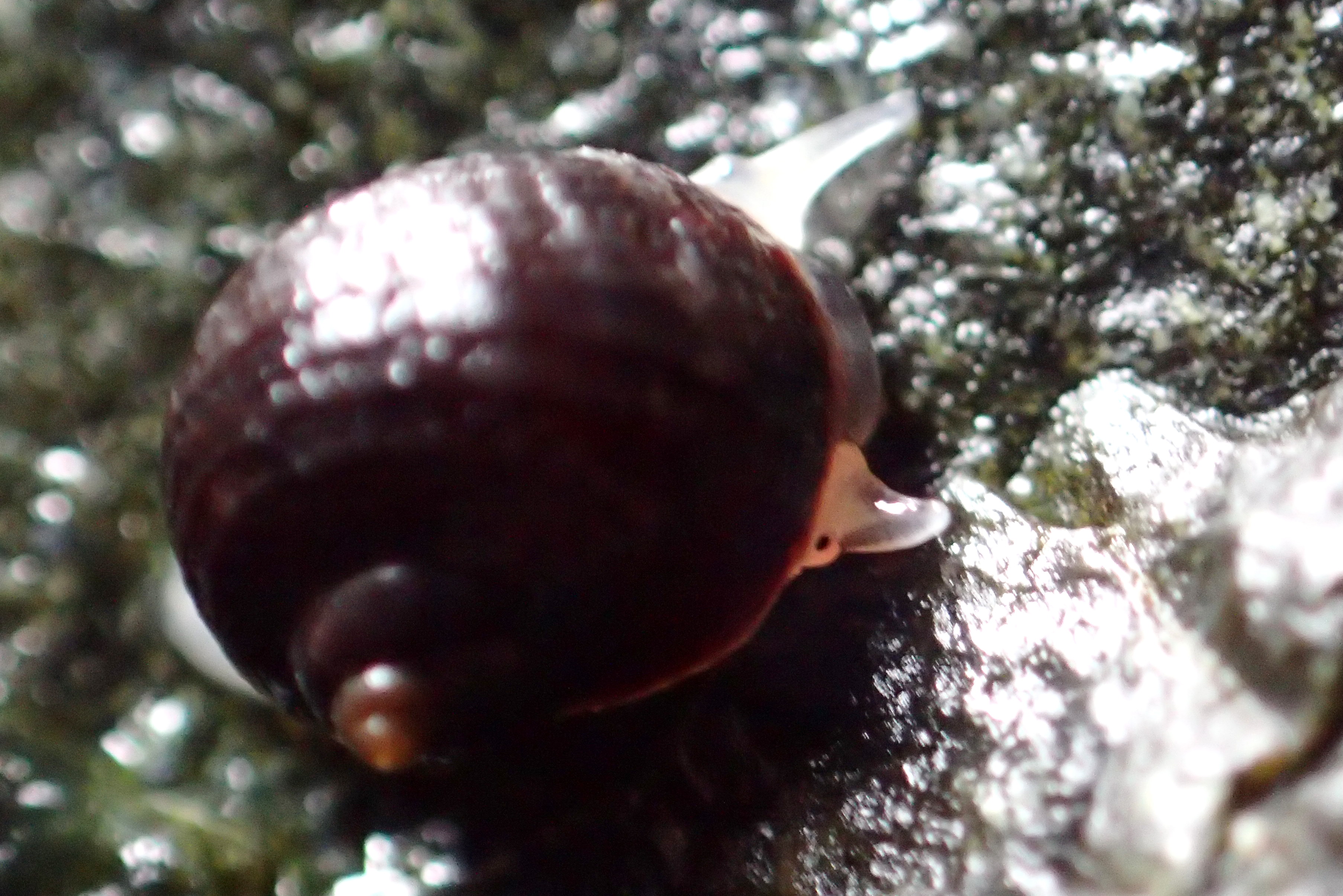 This tiny periwinkle species lives on the upper shore in dark and damp places such as this cave.